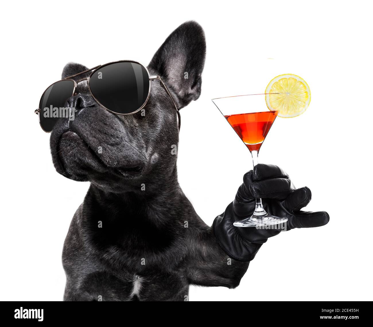 chien ivre buvant un cocktail Banque D'Images