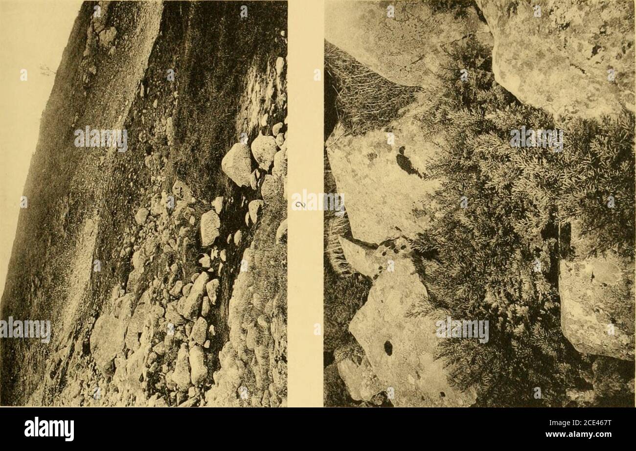 . Nova acta Regiae societatis Scientiarum upsaliensis . Liustr. A. B. Larelius Üt Westphalie. Stockholm Tafel VII DAS Närfjället in Traiisteriid vom Gianljället gesehen. AM Nuidal^liaiig eine kleineSchneewehe, in deren Umgebung U. a. eine Salix /(e/ôacm-reiche Moosheide vorkommt.Übrigens finden sich in ihrer Umgebung grosse Blockfelder, die nur in ihren oberenisen Tebeewind beewilden in der. Photo Verf. ^/71913. Ein Schneetälclien auf dem Salfjällel in Idre, ca. 900 ni ü. d. M. (vgl. Die Textfig. 13, S. 139). Homme bemerke auch die schönen Tischbirken am Ra Banque D'Images