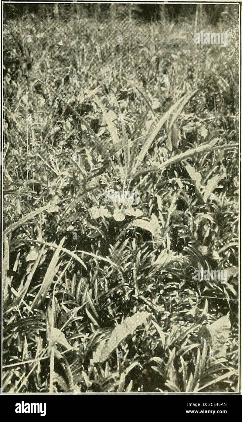 . Bulletin de la Société botanique de Genève . roits, est enveloppé dans un périphérique scleux.le niveau se Maintient ])arceque les nouveaux plats sont couverts par un autre appareil et les lames sur une eau-longue. Ici, les pré-mières leuilles de la portiouérienne sont rudimentaires.les feuilles assimilées sont sonnées à une certaine hauteurau-dessus du sol, couvert lui-même par de petits sous-ai-laissez variés. Ces dernierssont, en quelque sorte, lesarbres de ces épouses de mà-(pus. Parfois la tige principale,de tjcnte centimètres à peupiès, ayant fleuii, les feuillesde rannée pré Banque D'Images