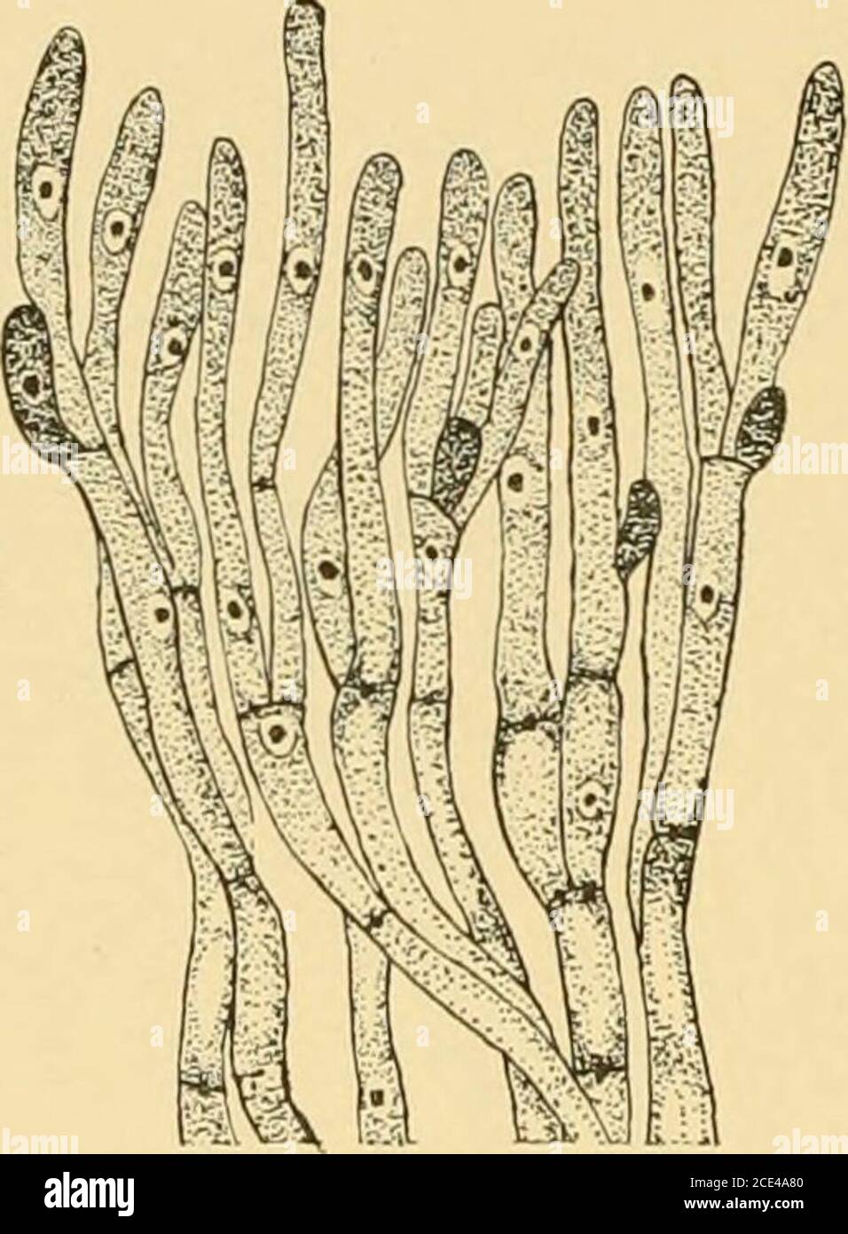 . Nova acta Regiae societatis Scientiarum upsaliensis . g durch-geführt ist. In dem eingesenkten Vegelationspunktselbst treffen wir der Spitze der axilenPartie die noch ganz undifferenzierten Zell-fäden (Fig. 2) an. Sie sind gleichbreit, reich-lich mit plasma gefüllt und mit kleinen, abertidistinkt sich färbenden Zellkernen versehen.Die Zellfäden verzweigen sieh vorzugsweisegabelig, jednicht ausschlilich, indeutspäden ezur ezur Anzheich. Diese sind oft schon von Anfang andurch ihren reichlicheren plasmatischen Inhalt ausgezeichnet. Sehrfrüh tritt jedr-ch nun Banque D'Images