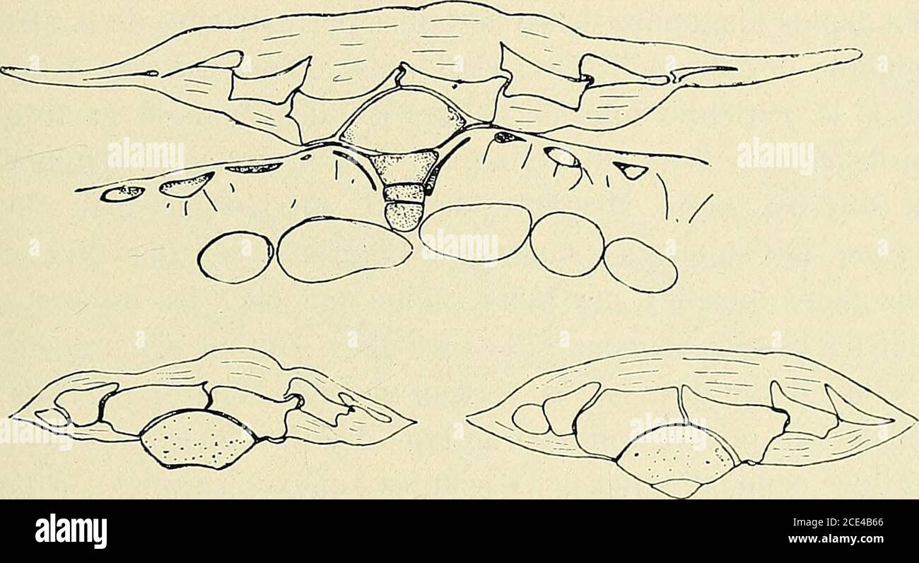 . Bulletin de la Société botanique de Genève . curvata L. perd pour une surface de355 mm% 46,06 mgr. Deau, elle absorbe par ses poils 7 20 mgr. En 205 ce qui suffit pour vrir sa détente de transpiration 38 heures. (134.) H. CMdDAT. LA VKliKTATIO.N 1)1 lAKACLAV 2il (Ronge coiiiio-(lirysoï). Les iiiiiiiiiil)i;m(s cutiiiisres sont en jaunâne-dor magnifique, et les diapiuagnies cellulosiiiiues en perdant-rouge.(^oninie Fa dejà bien vu Mez, le journal ifest cutpas lnisé. Les touches de dire quil y a une grande information dans la eonstilutiou deces poils chez les T/ll/iii(/.s//i. Il était i Banque D'Images