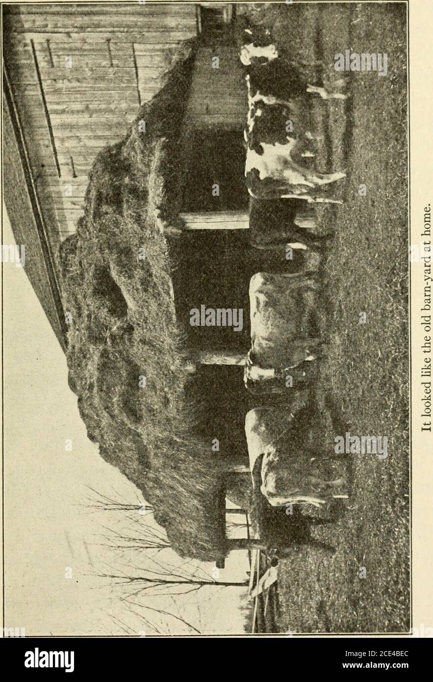 . Country Life Reader . d de chevaux sauvages il est apparu un splendide groupe de races modernes, de chevaux de trait belges fins, de percheronsde France, de Clydesdales d'Écosse et de Shires fromEngland, de trotters américains et de pur-sang d'EngUsh, et de chevaux de calèche fins de toute sorte possible. Quand Chris regarda voir ce qui était devenu du packof loups, il pouvait à peine croire ses yeux. Un tel assortiment de chiens qu'il n'avait jamais vu auparavant ! Il lui parait que chaque taille et chaque race imaginables de chien doit être là, car il ne pouvait même pas commencer à distinguer toutes les variétés, et encore moins à les nommer. Banque D'Images