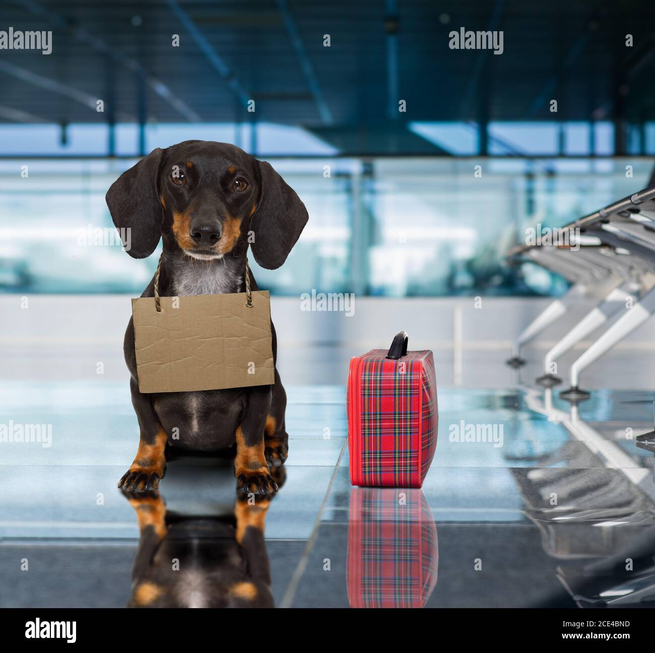 chien dans le terminal de l'aéroport sur les vacances prêt pour le transport à une boîte Banque D'Images