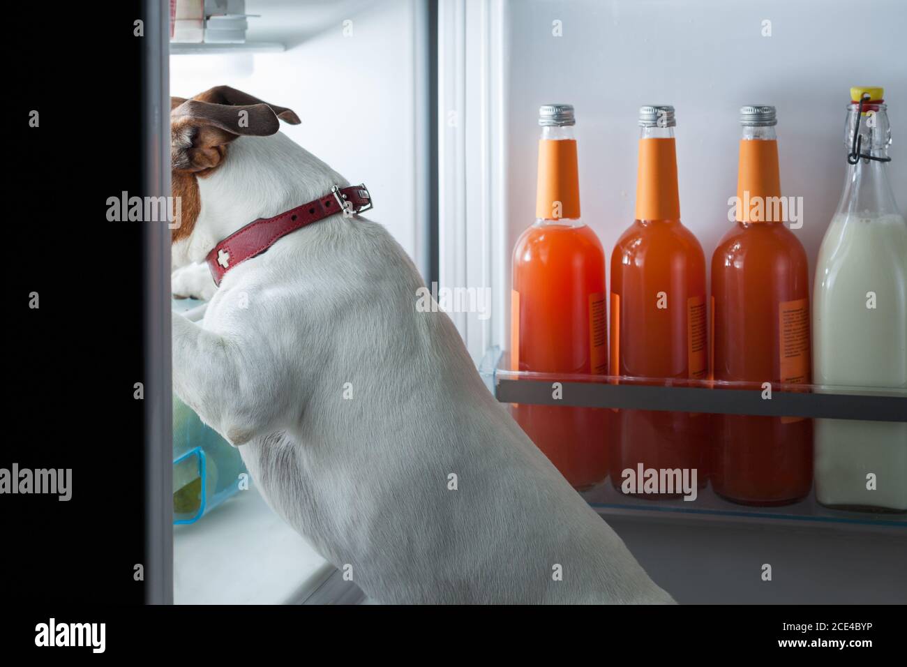 chien affamé de minuit Banque D'Images