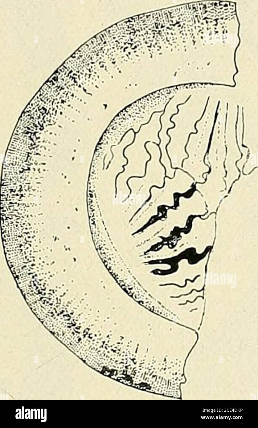 . Bulletin de la Société botanique de Genève . Banque D'Images