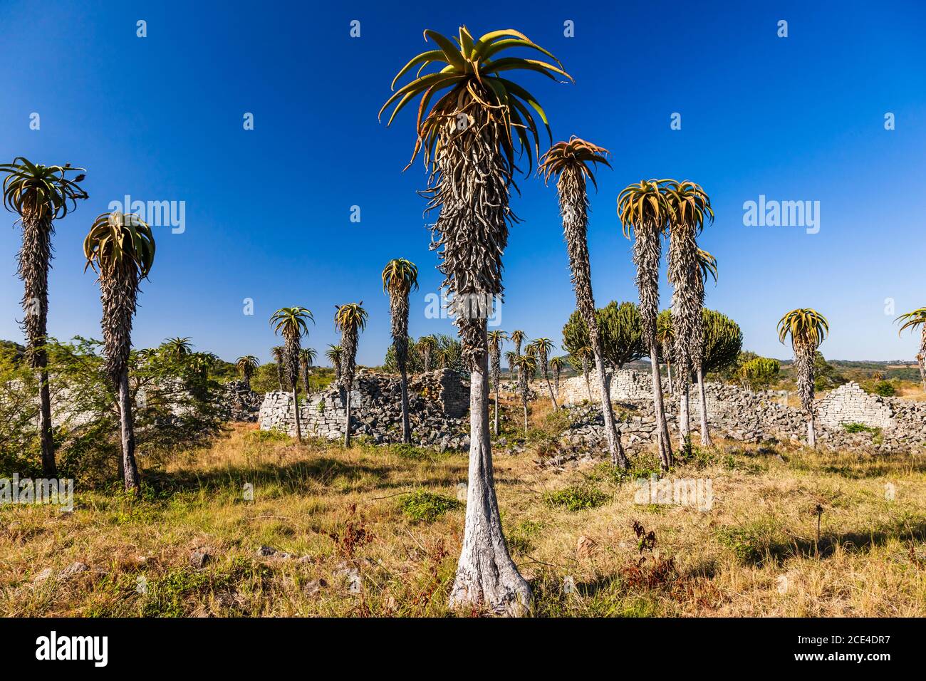 Les ruines du grand Zimbabwe, les structures en pierre du 'complexe de la Vallée' et des aloès, ancienne capitale de la civilisation Bantu, province de Masvingo, Zimbabwe, Afrique Banque D'Images