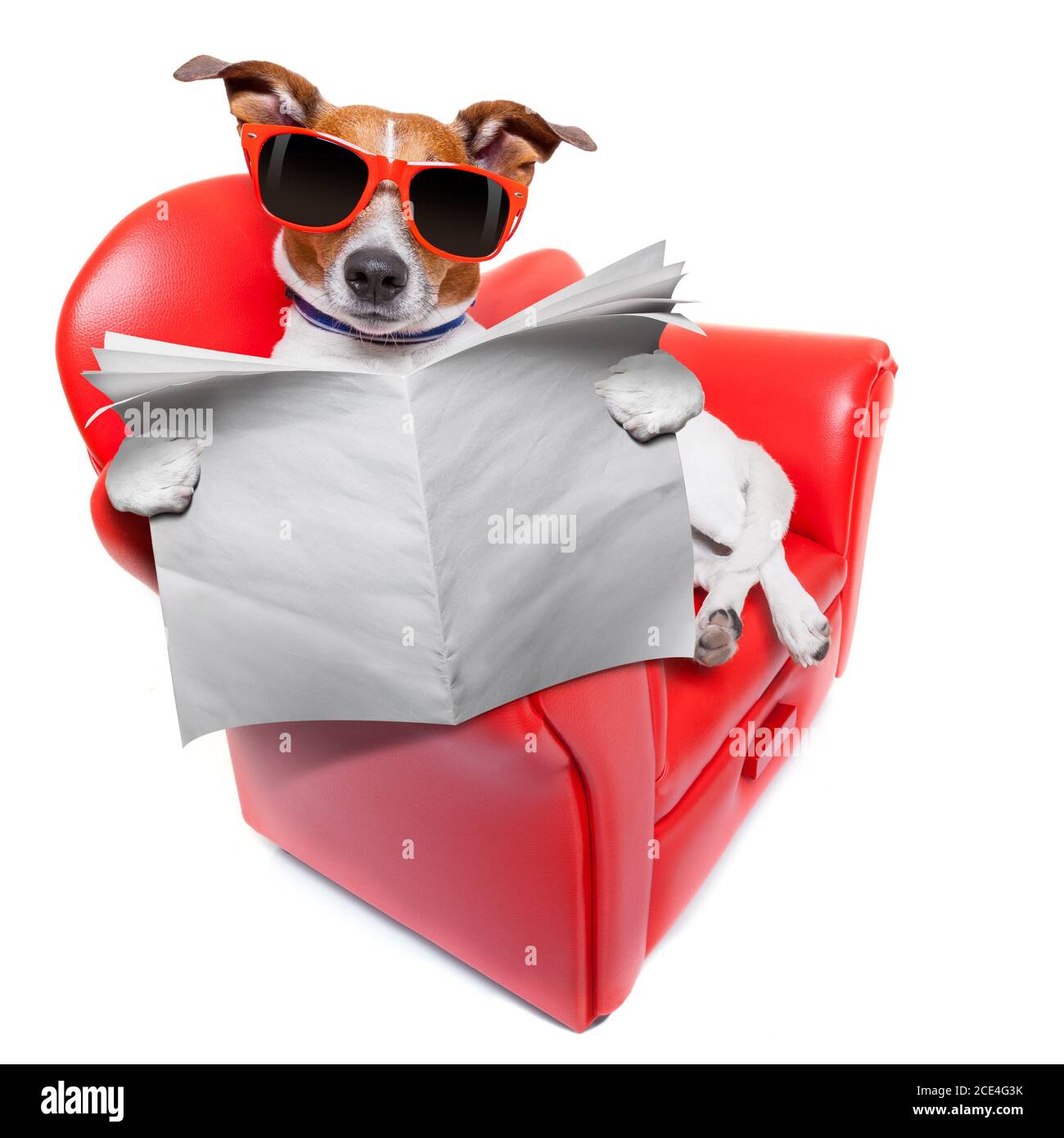 Journal de chien Banque D'Images