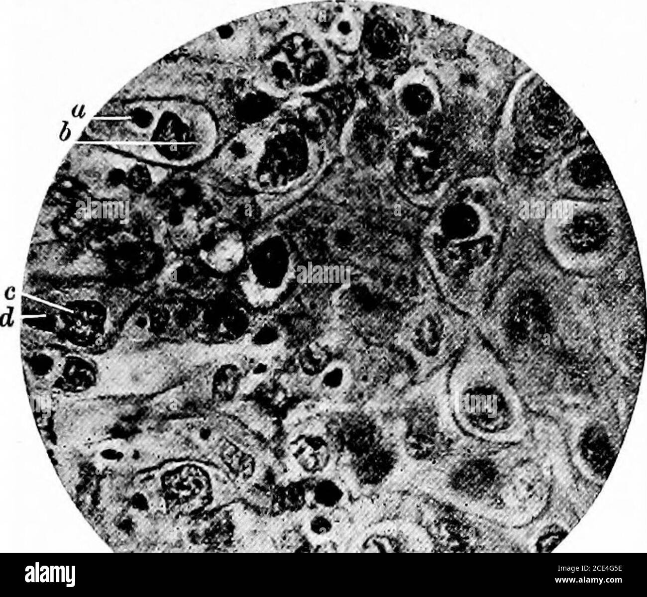 Cow Pox Banque d'image et photos - Alamy