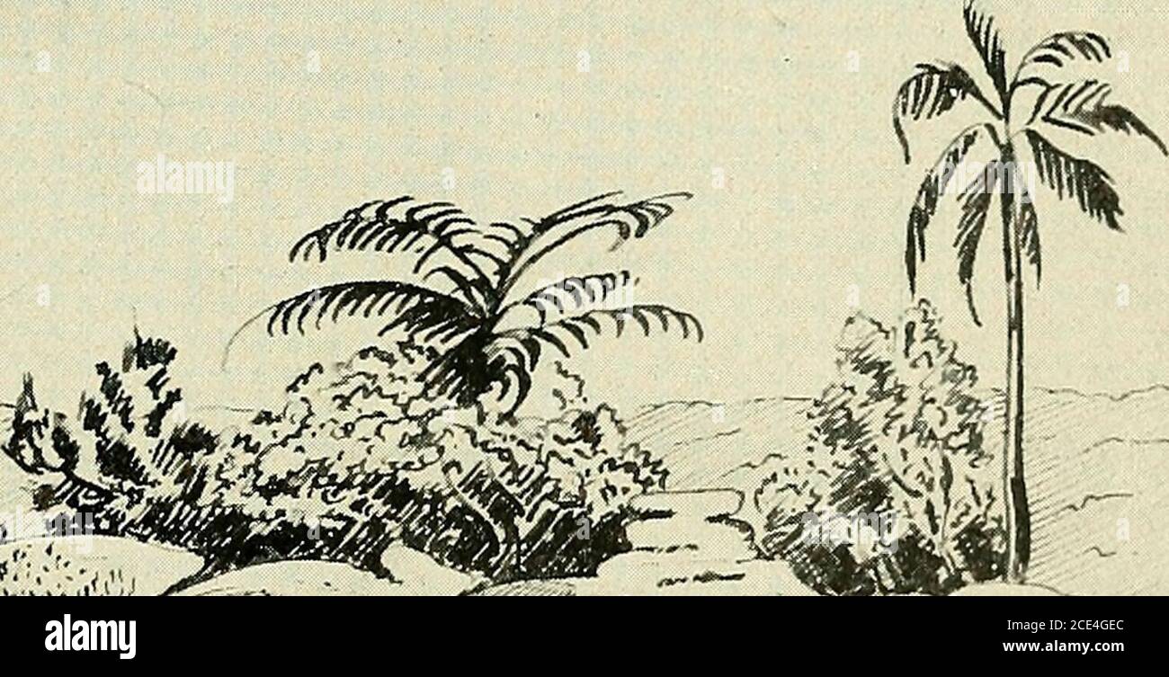 . Bulletin de la SOCIÃ© botanique de GenÃ¨ve . ©bergent une cétation particulière¨re. Tous les appel-lerons Â«cuvettes sabléesÂ» (fig. 8). Souvent ces derniÃ¨res sont plus vastueset plus profondes, par lunion de plusieuis maiujites, comme celle se voitaussi dans la confusion des marmites du calcaire, chez nous, elles ventaner des Cuvettes-Marées oÃ¹ des plantes aquatiques sur mÃªme©es supposes de plateaux.¨ On note¨s lors que le matelas Ã©riel©tant moins RÃ sis-et plus hétérogÃ¨ne que le calcaire, lorque l Banque D'Images