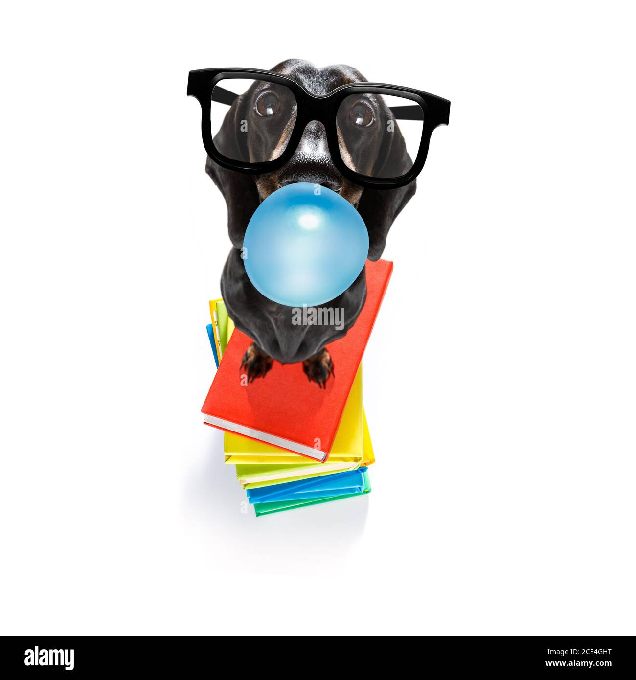 chien et livres intelligents, chewing-gum à bulles Banque D'Images