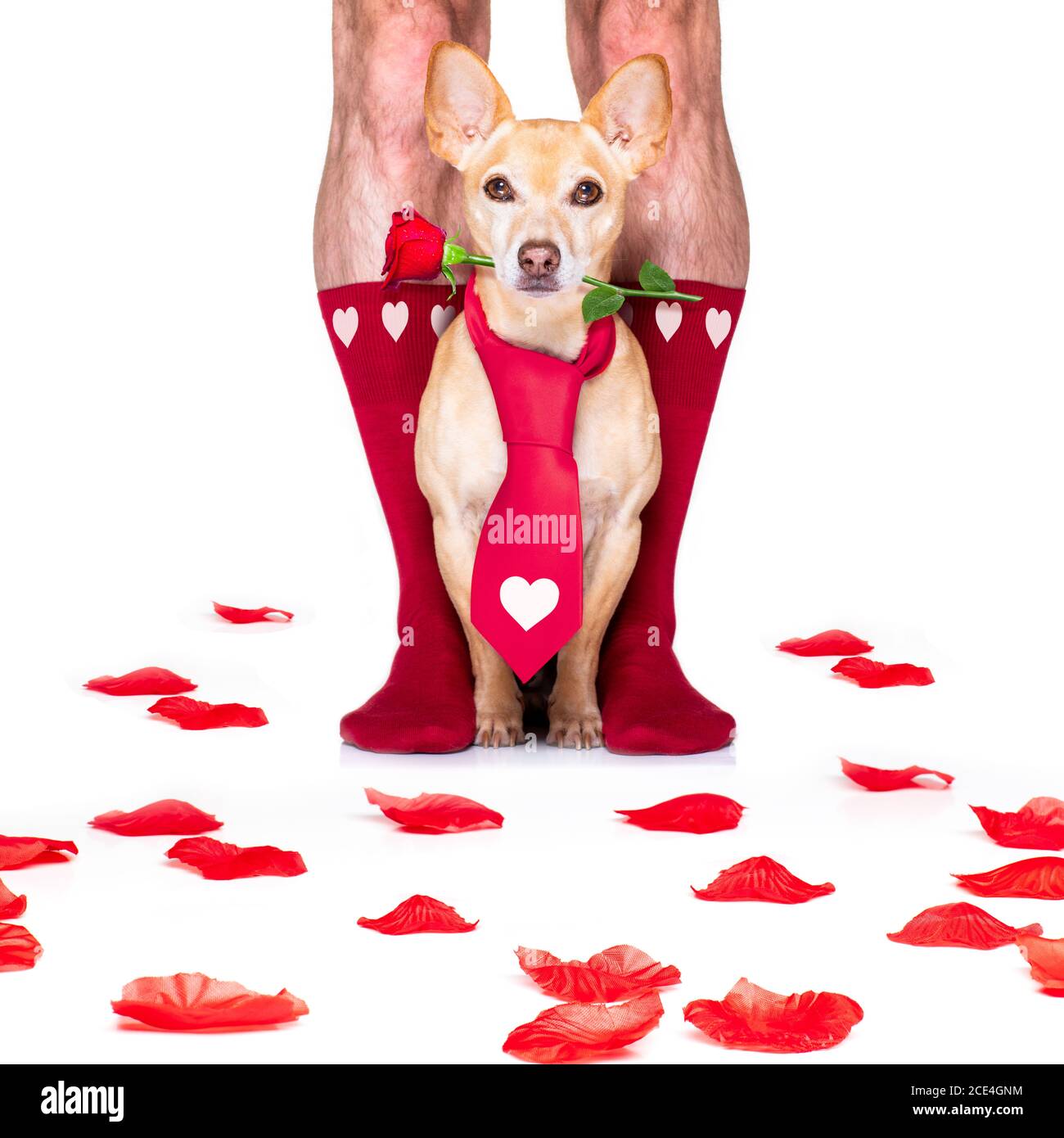 saint valentin chien de mariage en amour Banque D'Images