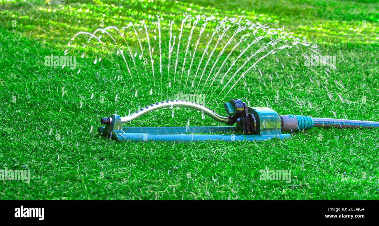 Arrosage de la pelouse verte au printemps avec de l'eau sprinkleur oscillante hôte Banque D'Images