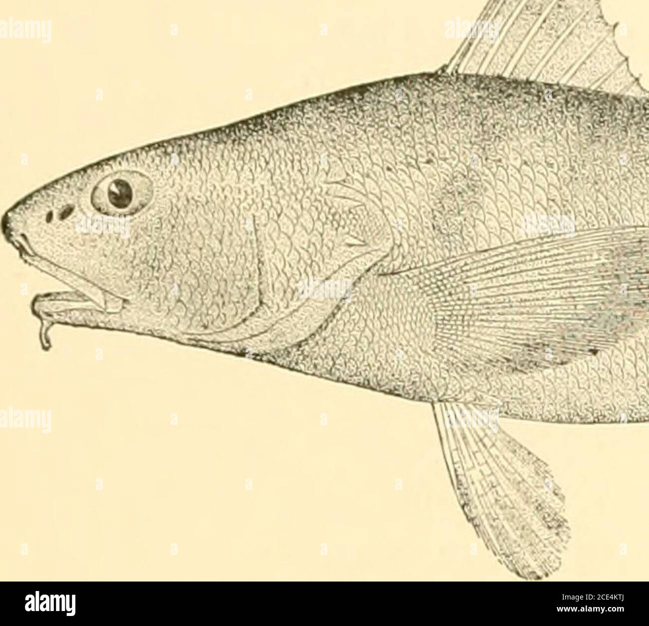 . Poissons américains; un traité populaire sur le gibier et les poissons alimentaires de l'Amérique du Nord, avec une référence particulière aux habitudes et aux méthodes de capture . ??-^y»«. R. ? •il.,l,lil--JFE^—^ ^^ LE POISSON-ROI. MENTICRUS NEBULOSUS. LE ROI ET LES POISSONS OUEEN. Ce sont les collines, (quoth he) les ondes hie, sur laquelle le fait Cynthia ses corbillards doth se nourrissent; ses corbillards sont mille poissons avec leur frie, qui dans le bosome de la race des billwes.d'entre eux le shepheard, Ce qui charge en chef.est Triton, soufflant fort de son charme geré sonnent où, ils tous, pour leur soulagement.Wend aussi et de fro le soir et au plus Banque D'Images