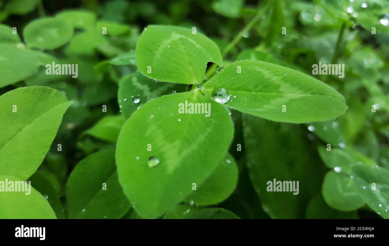 photo des feuilles de trèfle avec des gouttes après le gros plan de la pluie Banque D'Images