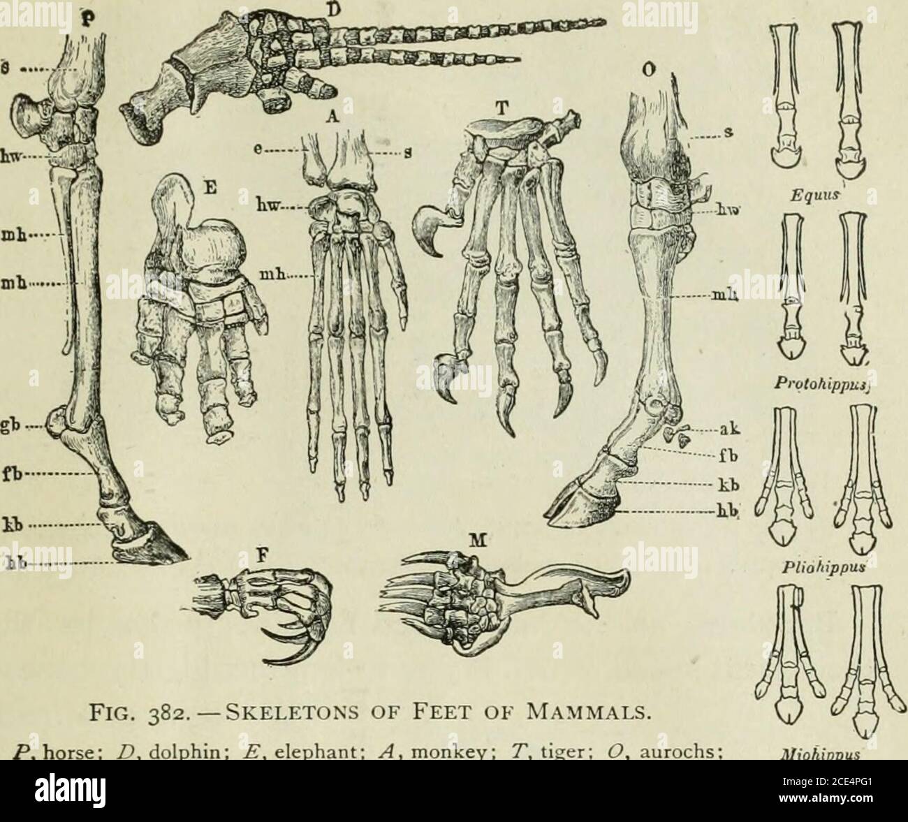 Os De La Jambe En 6 Lettres Beginners' zoologie . 211 mammifères. Fig. 382.-pieds Squelettes de  mammifères ok. P, cheval ; D, E ; dolphin, l'éléphant ; UN^ monkey ; T,  tiger ; O, aurochs;F, paresseux ; ^/, mole.