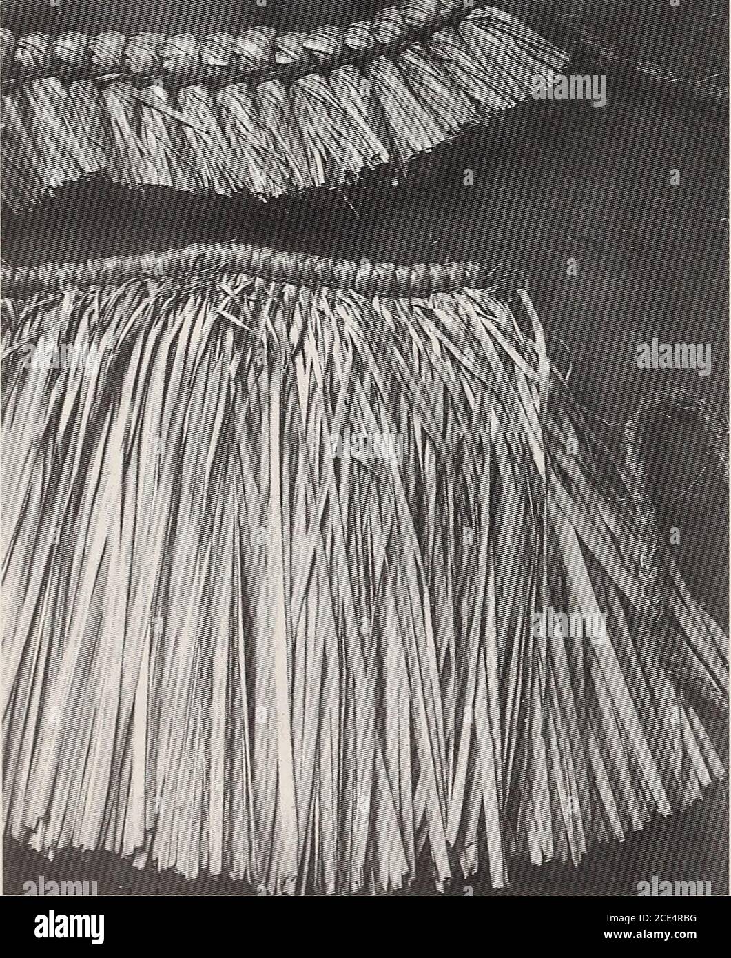 . Annales du Musée sud-africain = Annale van die SUID-Afrikaanse Museum . VÊTEMENTS ET ORNEMENT COSTUME DE CÉRÉMONIE 1. Umhlambi: Une jupe dansante aux feuilles de palmier (Fig. 40); ingcambeni, une robe-tête de palmier-feuille; aveil de rush ou de palmier-feuille. 2. iphunga: voile palmier-feuille pour le visage; bandes palmier-feuille de bras et bandes de jambe. Ces éléments composent le costume porté par les initiés nouvellement circoncis (abakhwetha) pour la danse qui termine la période d'initiation (Fig. 41). Chacun est une frange de feuille de palmier (Phoenixingata Jacq.) de différentes longueurs et divisé à différentes largeurs selon l'article, et tenu à un ed Banque D'Images