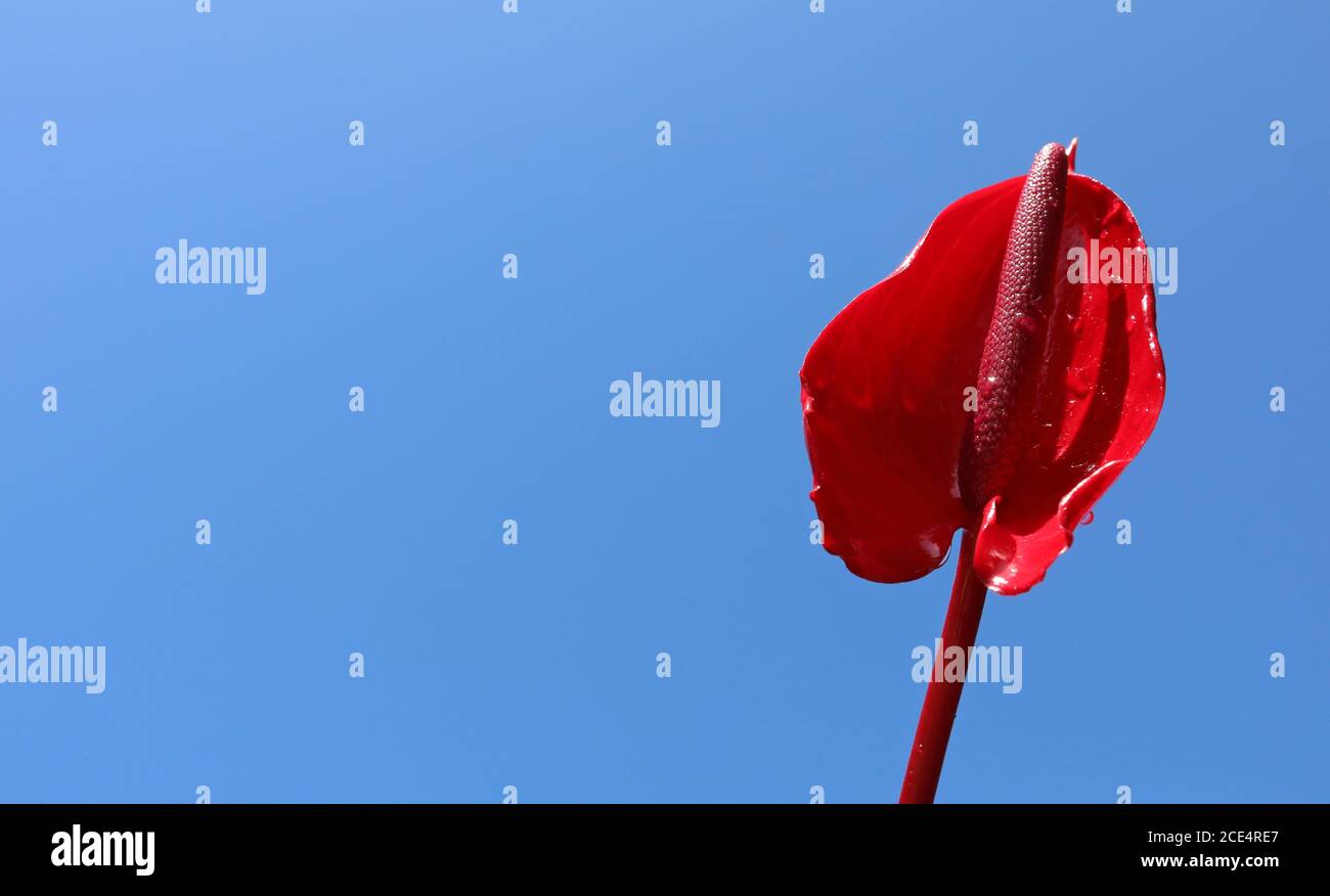 Un magnifique calme rouge isolé contre un ciel bleu clair et lumineux. Belle goutte d'eau très détaillée sur les pétales de cette fleur et de cette tige uniques. Banque D'Images