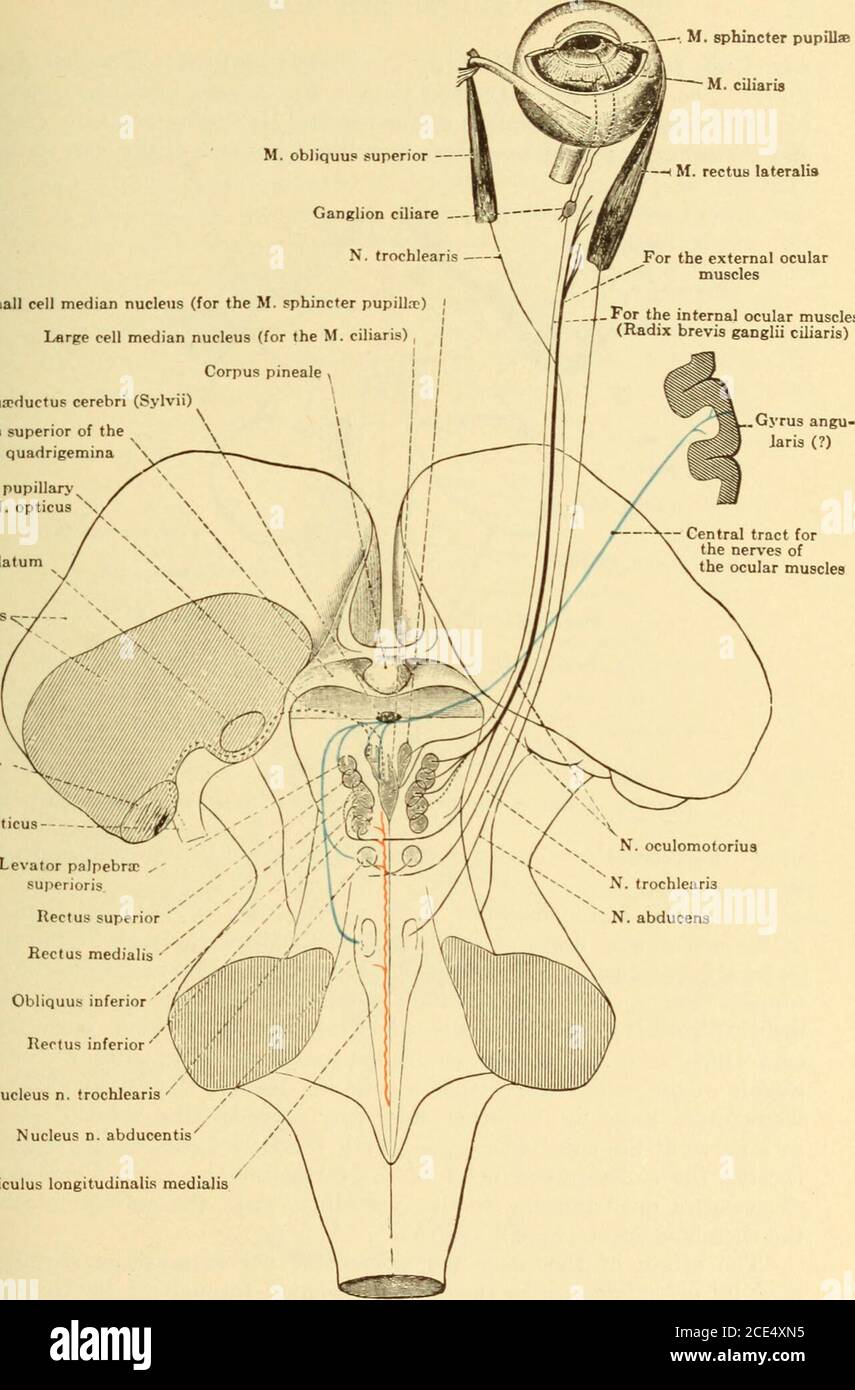 . Maladies du système nerveux . Figure 45.—Schéma de la Fig. 44. (Après Toldt.) Figure 46.—Section à travers la Corpora Quadrigemina antérieure. M. obliquus Superior — noyau médian de cellules $Mall (pour la marionnette de M. sphincter.-r) et gt; noyau médian de cellules iLarge (pour le M. ciliaris) , J Aqua?ductus cerebri (Sylvii)  —-. M. sphincter pupillaeM. Ciliaris M. rectus lateralis pour les muscles oculaires internes (Radix brevis ganglii ciliaris) colliculus supérieur de thecorpora quadrigemi Tract of the ;fibres du N Corpus geniculatum mediale thalamus Corpus genicuatum laterale TRACTUS osticus /. c 3 S  E 1 O. Banque D'Images