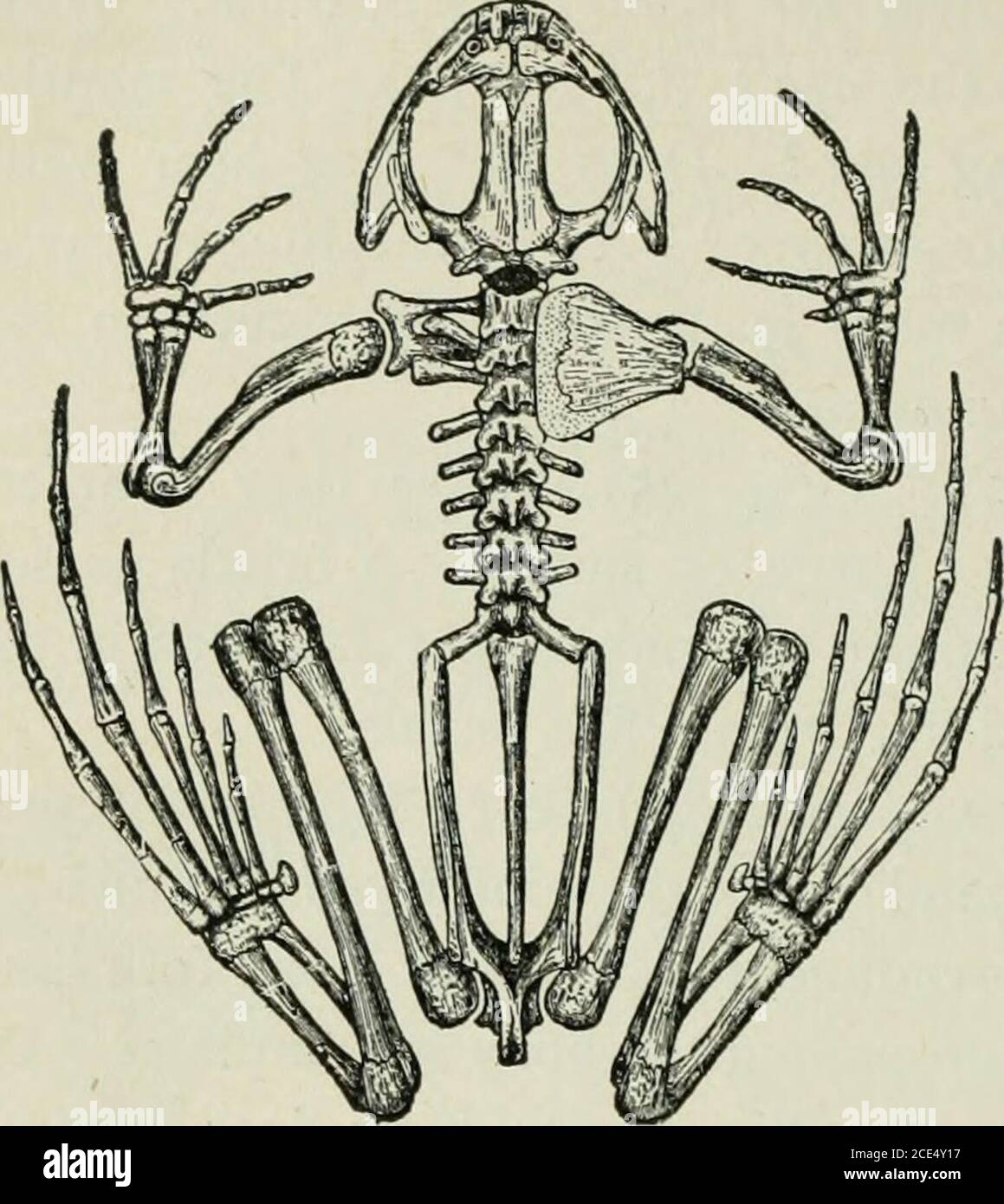 Zoologie des débutants . des grenouilles^doigts ont trois articulations ?  Comparer aussi la jambe de mat et la patte arrière de la grenouille  (Figs.253 et 399). Doesthe cuisse ont un os