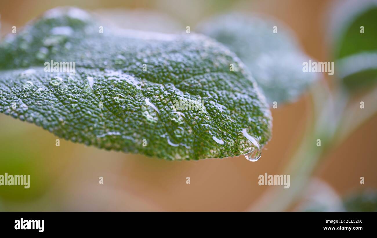 L'eau tombe sur la feuille d'une sauge après une pluie Banque D'Images