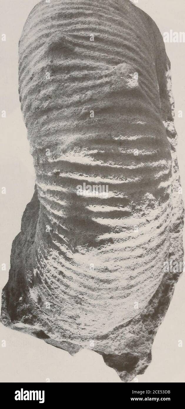 . Annales du Musée sud-africain = Annale van die SUID-Afrikaanse Museum . CRETA CEOUS FA UNAS DE ZUL ULAND ET NA TAL, AFRIQUE DU SUD 269 ..../,:. Figure 27 Nostoceras (Bostrychoceras) santtaeluciense (Klinger, 1976). SAM-PCZ17345, situé de façon imprécise à partir des Coves, localités 118-121, KwaZulu, formation de Sainte-Lucie, et de la région a ou b. Vue ventrale de la chambre du corps récurée montrant une tubérculation forte et irrégulière. X 1. 270 ANNALES DU MUSÉE SUD-AFRICAIN . Banque D'Images