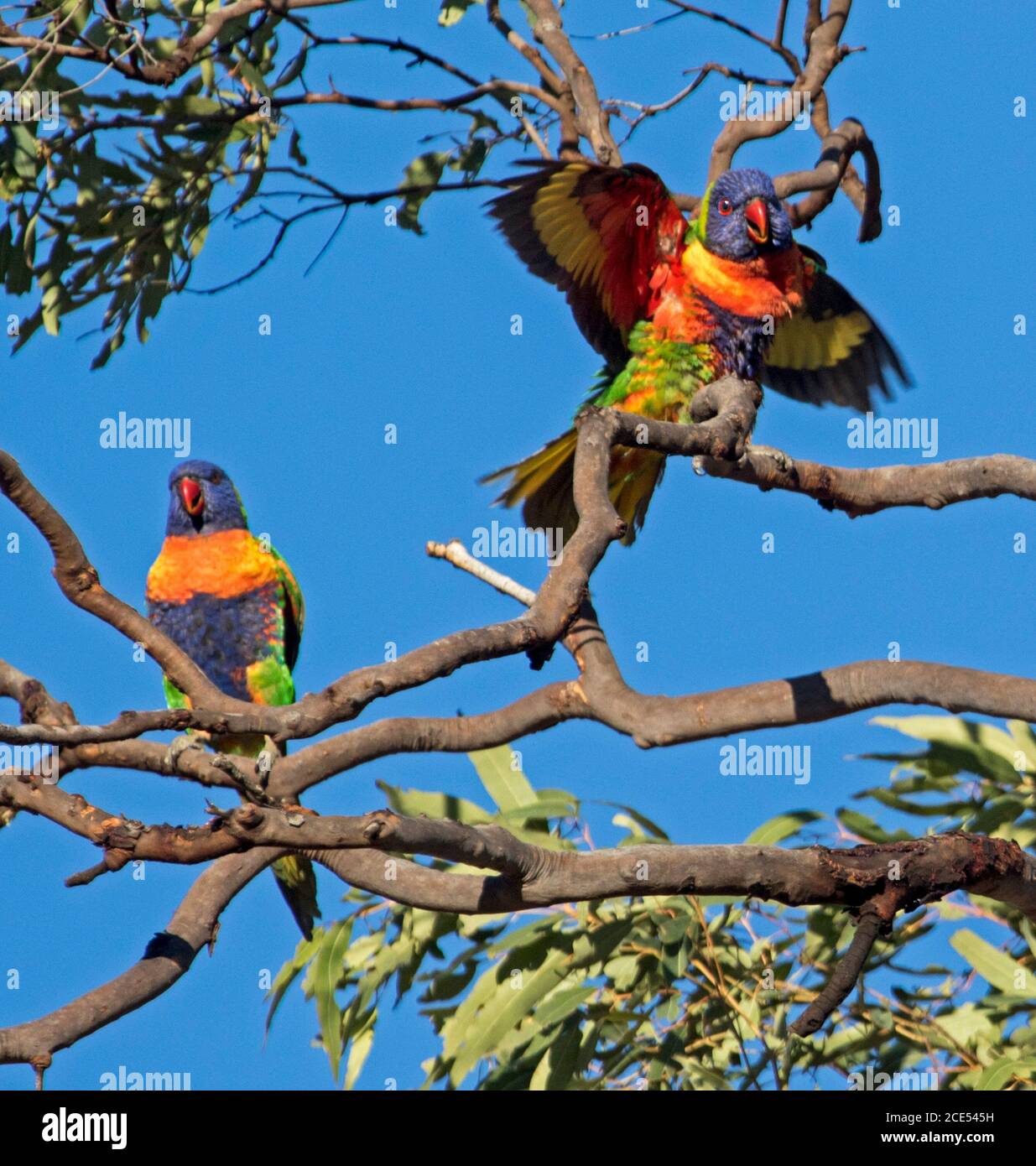 Paire de Lorikeets arc-en-ciel australien aux couleurs vives, dont l'une est dotée d'ailes étirées, dans un arbre au ciel bleu. Banque D'Images