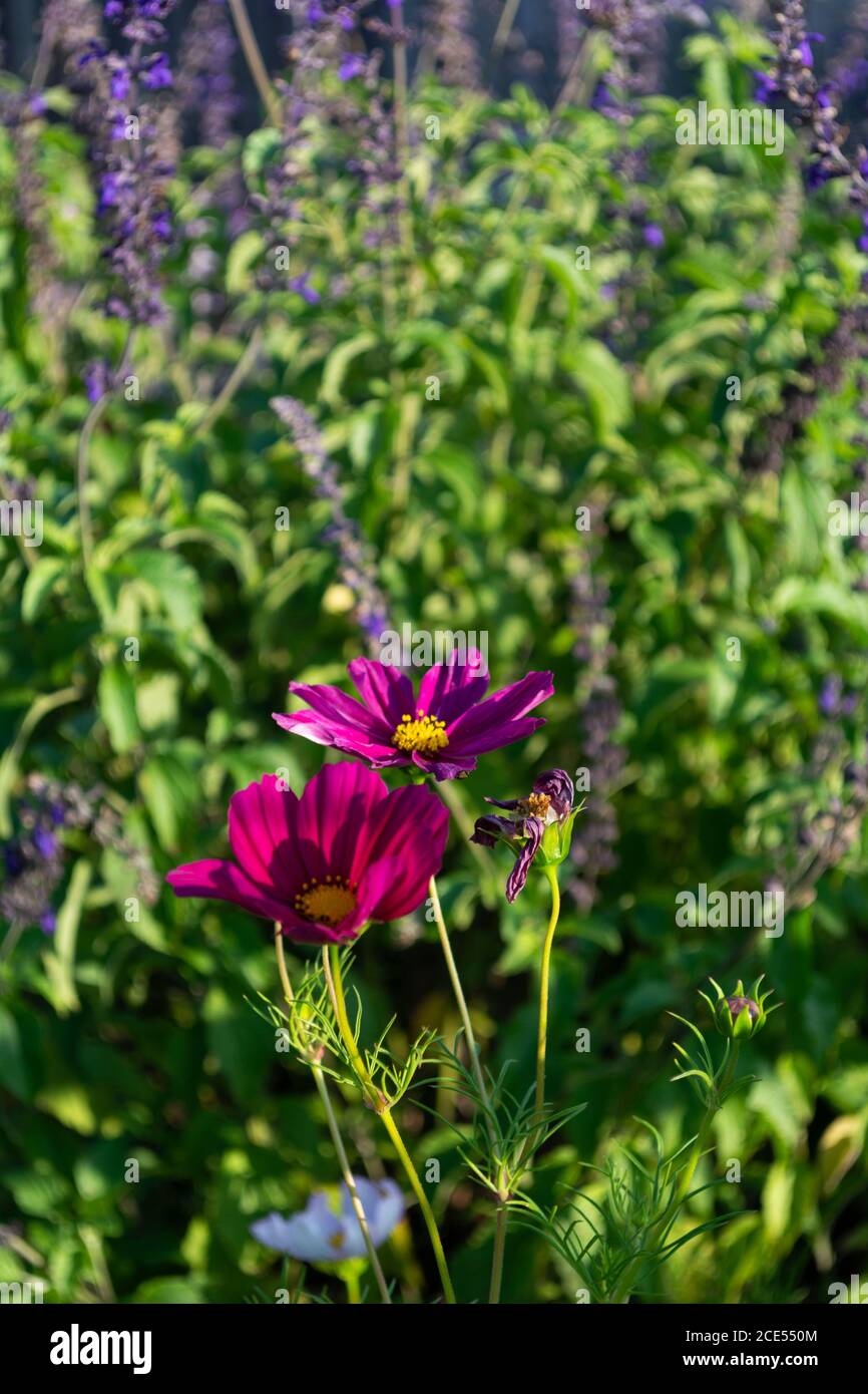 Marguerite africaine et lavande dans le jardin au coucher du soleil Banque D'Images