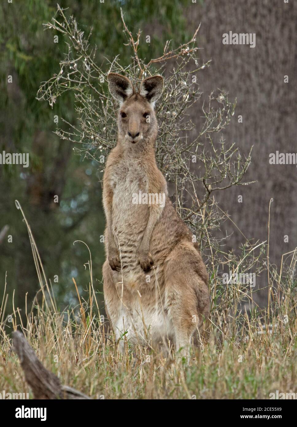 Le kangourou australien est gris alerte et regardant à l'appareil photo, dans la nature, avec un fond de graminées et de feuillage vert Banque D'Images