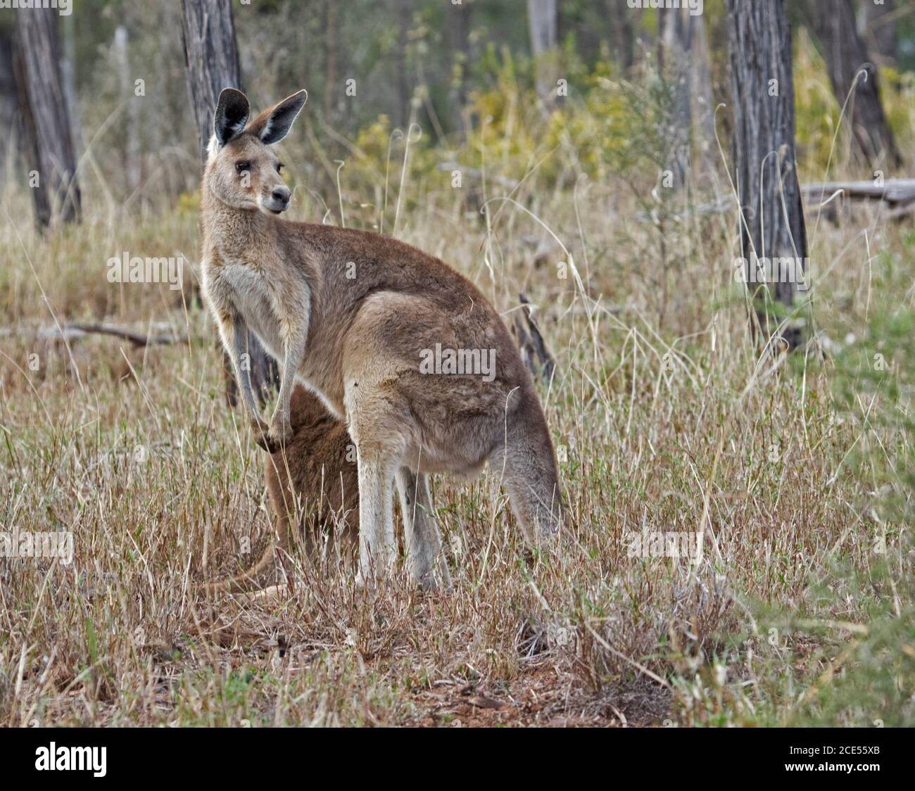 Magnifique kangourou gris oriental australien dans la nature dans les bois indigènes, avec un fond de hautes herbes et d'arbres Banque D'Images