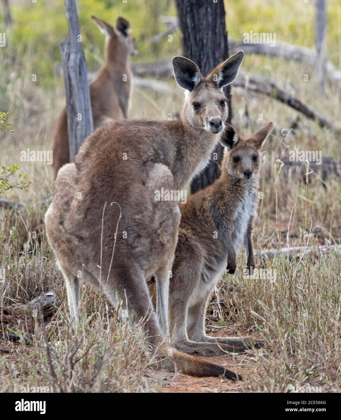 Kangourou australien gris oriental avec grand jeune joey, alerte et regard à la caméra, dans la nature, avec un fond de grands arbres et herbes, Banque D'Images