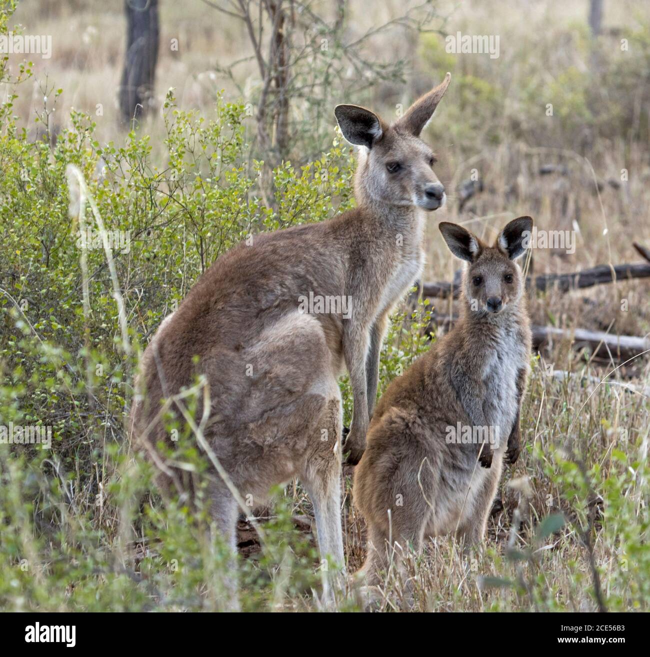 Kangourou australien gris oriental avec grand jeune joey, alerte et regard à la caméra, dans la nature, avec un fond de grands arbres et herbes, Banque D'Images