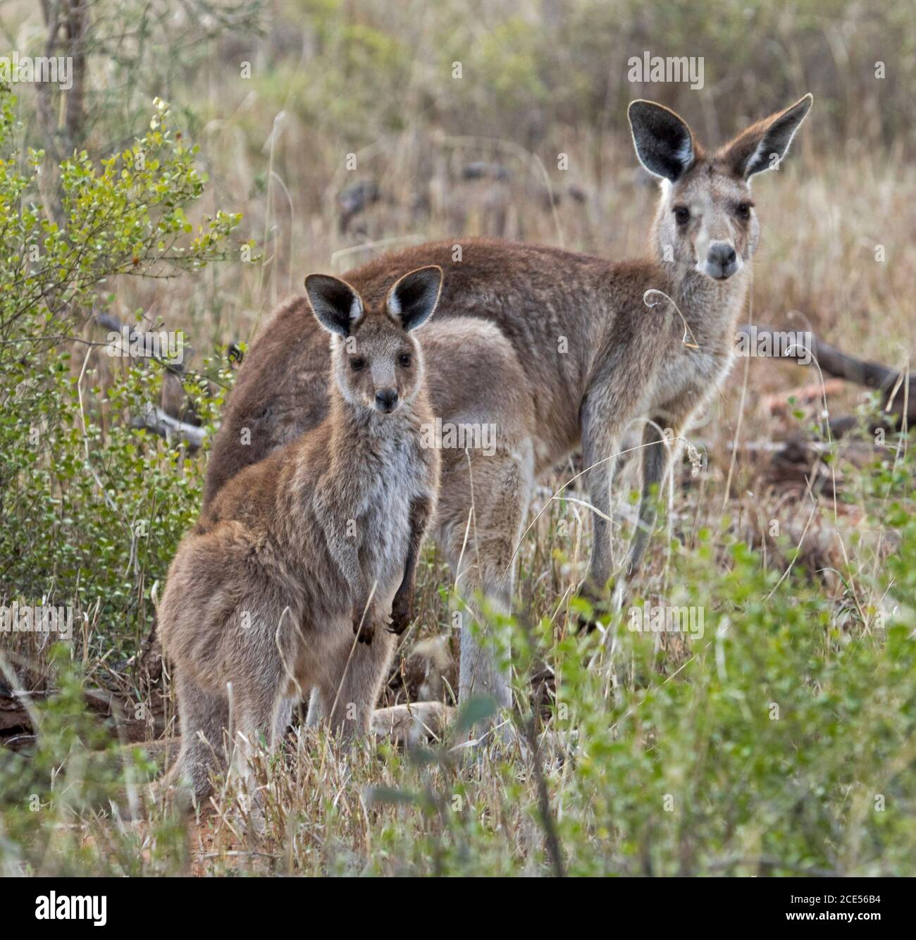 Kangourou australien gris oriental avec grand jeune joey, alerte et regard à la caméra, dans la nature, avec un fond de grands arbres et herbes, Banque D'Images