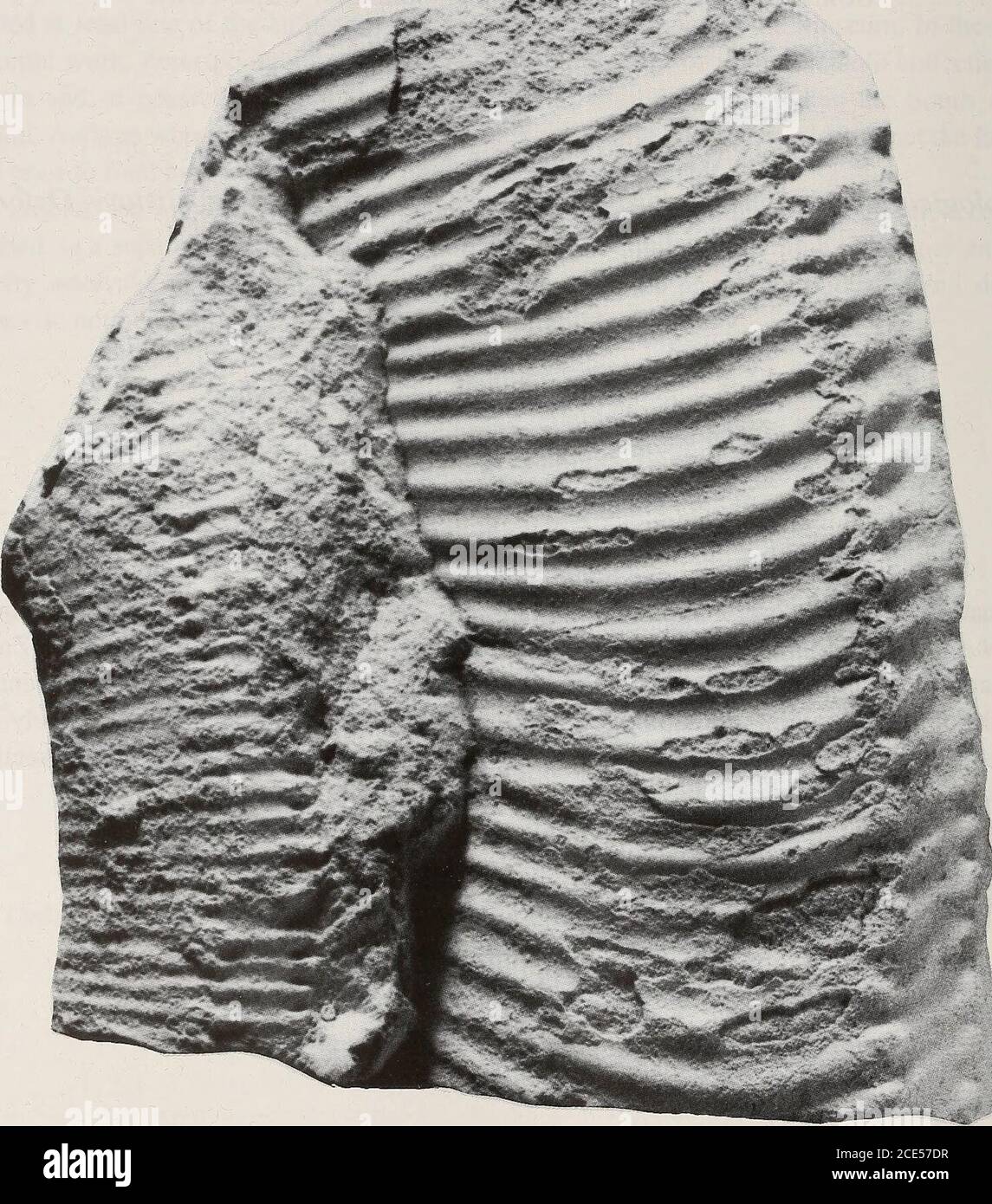 . Annales du Musée sud-africain = Annale van die SUID-Afrikaanse Museum . ger@iziko. ORG.za & WILLIAM JAMES KENNEDY Geological Collections, Oxford University Museum of Natural Histoiy, Oxford E-mail Jim.Kennedy@Earth. OX.ac. uk (avec 10 figures) [MS acceptée février 2003] RÉSUMÉ l'examen de plus d'une centaine de spécimens de l'hétéroomorphe de Coniacian ammonitePseudoxybeloceras matsumotoi Collignon, 1965, de Madagascar et de deux de KwaZulu (Zululand) montre que l'enroulement est dans un crioouverte et que, en raison de la structure de cône, variesornement interne de moules considérablement Banque D'Images