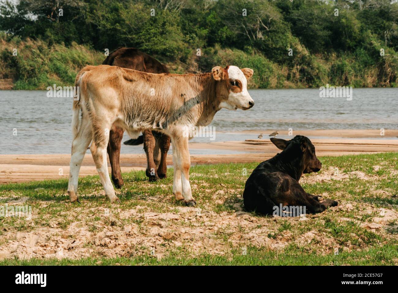 Villa Floride, Paraguay. 9 septembre 2007. La vache paresseuse est située sur un bord de rivière le long de la rivière Tebicauary, à la frontière du département du Paraguari et des Misiones, dans la région orientale (région orientale) du Paraguay. Banque D'Images