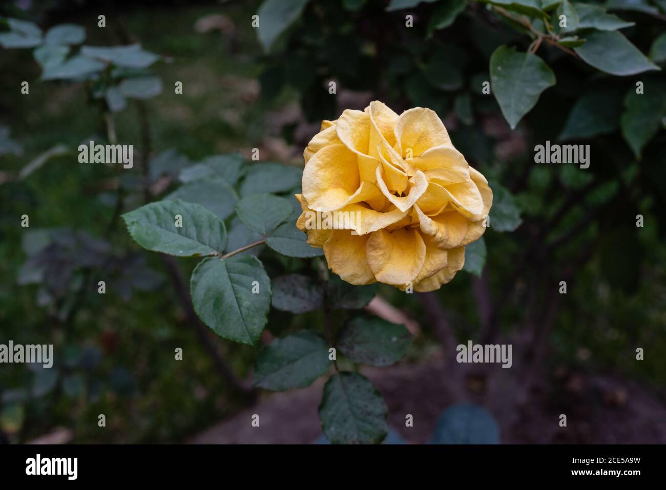 Rose jaune isolée dans un jardin à Lima, Perú, Amérique du Sud, août 2020, pendant le confinement. Rosa Chinensis. Rose chinna. Banque D'Images