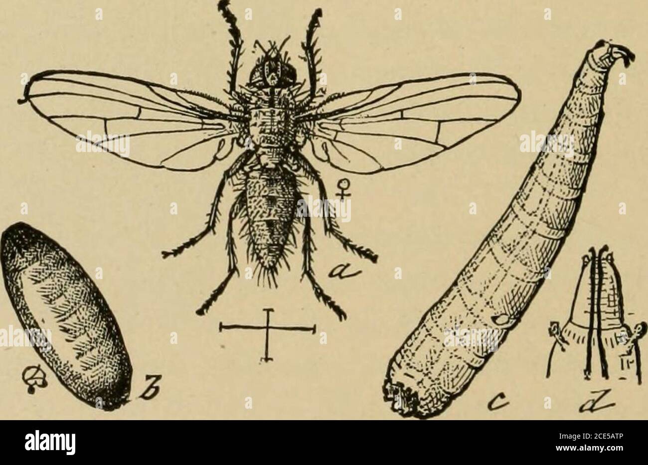 . Insectes nuisibles de la ferme, du jardin et du verger . ^ ^ c V - d Fig. 74.—UN acarien de criquet {Trombidium locustaruni): A, la larve telle qu'on l'a vu dans l'aile des oncriquets; c, l'acarien mâle; d. femelle, les deux derniers apparaissant comme des whwovufs-destroyers—tous considérablement agrandis. (Après Riley.) les magrets percent la peau et vivent à l'intérieur en absorbant les jus et les tissus. Quand les magrets ont complètement grandi, ils quittent le thélocust, descendent dans la terre, et se transforment en pupes. Figure 75.—Anthomyia ovule-parasite, a, mouche; b, puparium; c, larve; d, tête oflava. (Après Riley.) à l'intérieur de leurs peaux coulées, et à partir de la pupe, les adultes apparaissent en d Banque D'Images