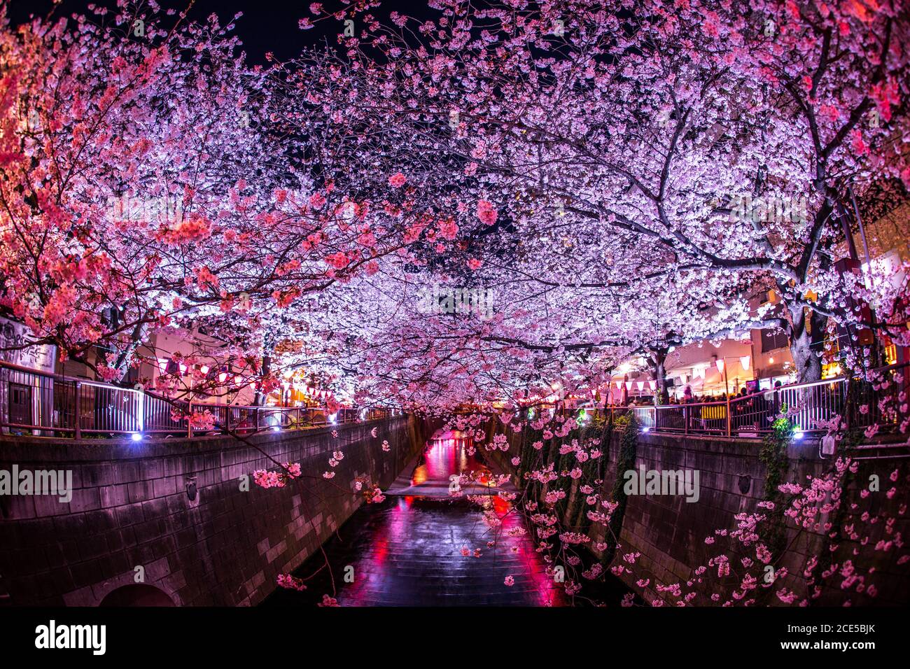 Cerisiers en fleurs de la rivière Meguro Banque D'Images
