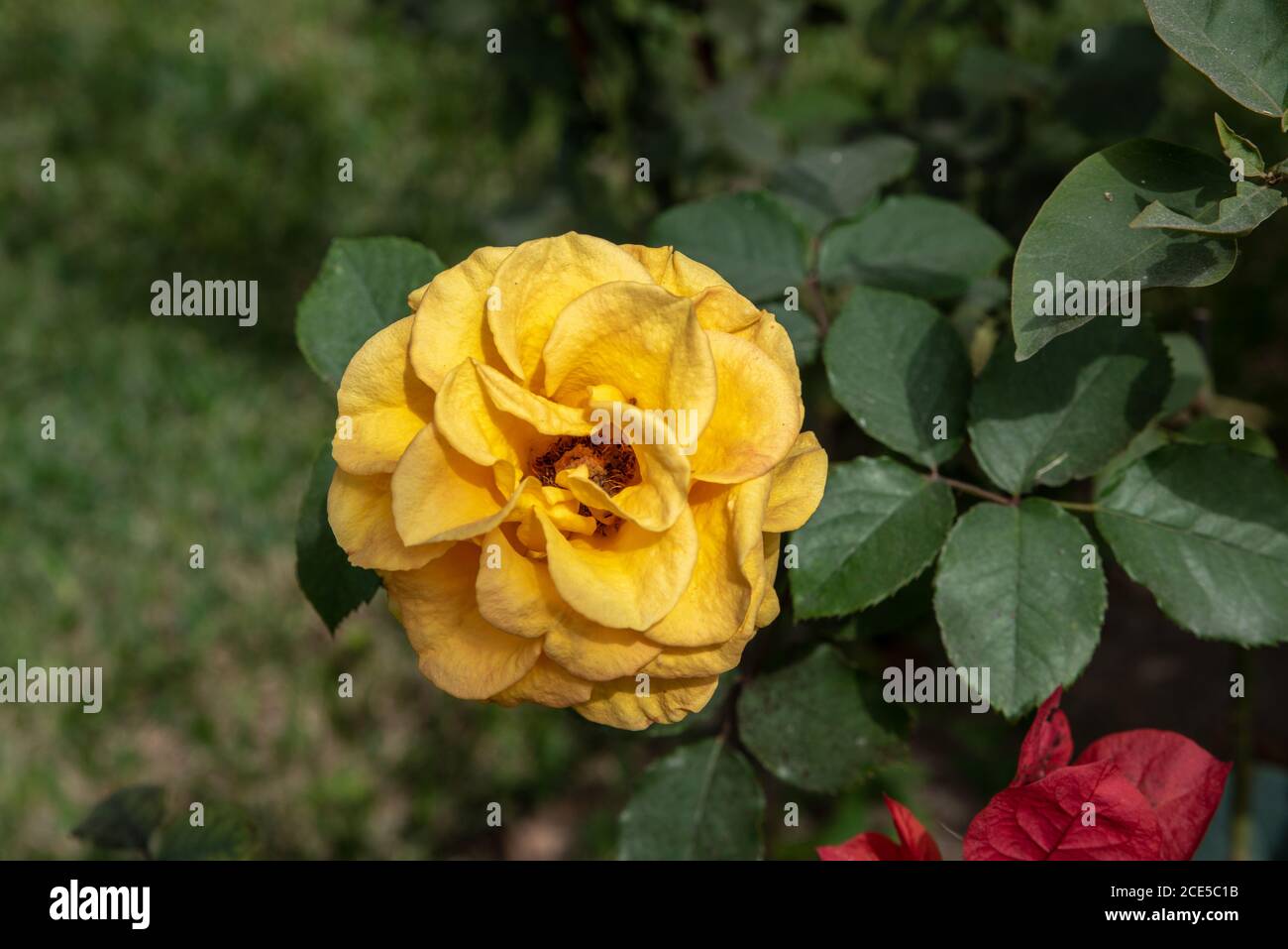 Rose jaune isolée dans un jardin à Lima, Perú, Amérique du Sud, août 2020, pendant le confinement. Rosa Chinensis. Rose chinna. Banque D'Images