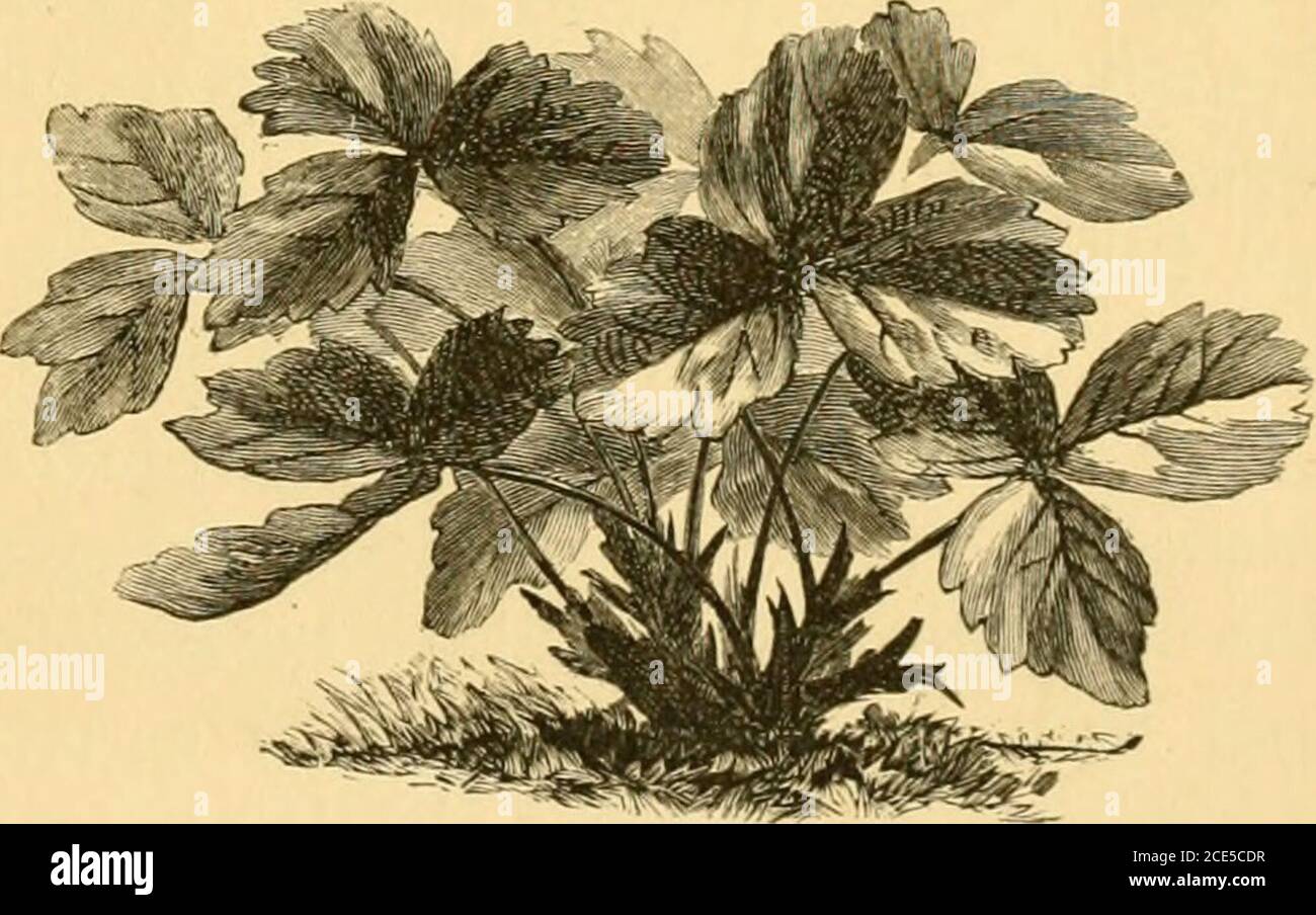 . Le succès avec les petits fruits . que pour le nôtre. La première mention de la Fragaria CJiilensis, ou fraise sud-américaine, dit M. Fuller, est celle de M. Frezier, qui, en 1716, dans son voyage en mer du Sud, la trouva au pied des montagnes de la Cordillère près de Quito, et la transporta à Marseille, en France. À cette époque, on l'appelait la fraise Chili, et les Espagnols ont dit qu'ils l'avaient apportée du Mexique. De M. W. Collett Sandars, un antiquaire anglais, j'apprends que les sevenplants ont été expédiés de Chili et ont été maintenus en vie pendant le voyage bywater que M. Frezier a savedde son allocation, muc Banque D'Images