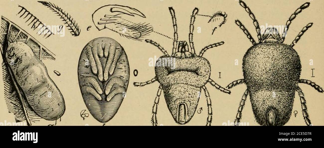 . Insectes nuisibles de la ferme, du jardin et du verger . ^, quelque chose ressemblant à l'araignée rouge commune infusant des serres, issouvent de grande valeur non seulement en tuant les nymphes par des grands nombres d'entre eux suçant les jus de vie de la jeune trémie, mais aussi en nourrissant greedily sur les oeufs. 106 INSECTES RAVAGEURS DE LA FERME, DU JARDIN ET DU VERGER les magrets de plusieurs espèces de Tachina-mouches ont une valeur sûre pour parasitiser à la fois les nymphes et les sauterelles adultes. Leurs œufs sont pondus sur la nock d'un criquet et, à l'éclosion. ^ ^ c V - d Fig. 74.—A Locust-acarien {Trombidium locustaruni): A, la larve comme vu onlo Banque D'Images