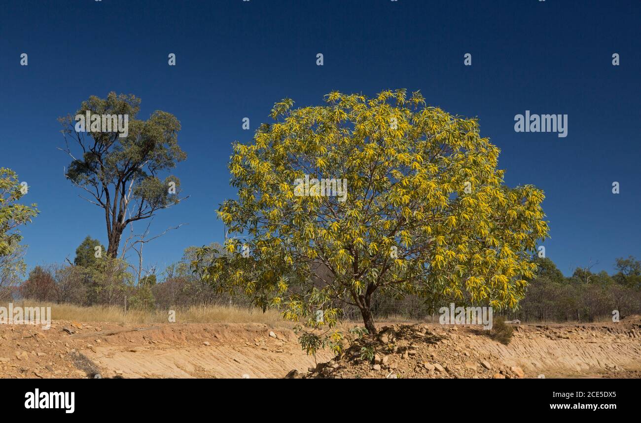 Arbre larvaire, Acacia crassa sous-espèce longicoma, recouvert de longues fleurs jaunes vives, sur fond de ciel bleu dans l'Outback australien Banque D'Images