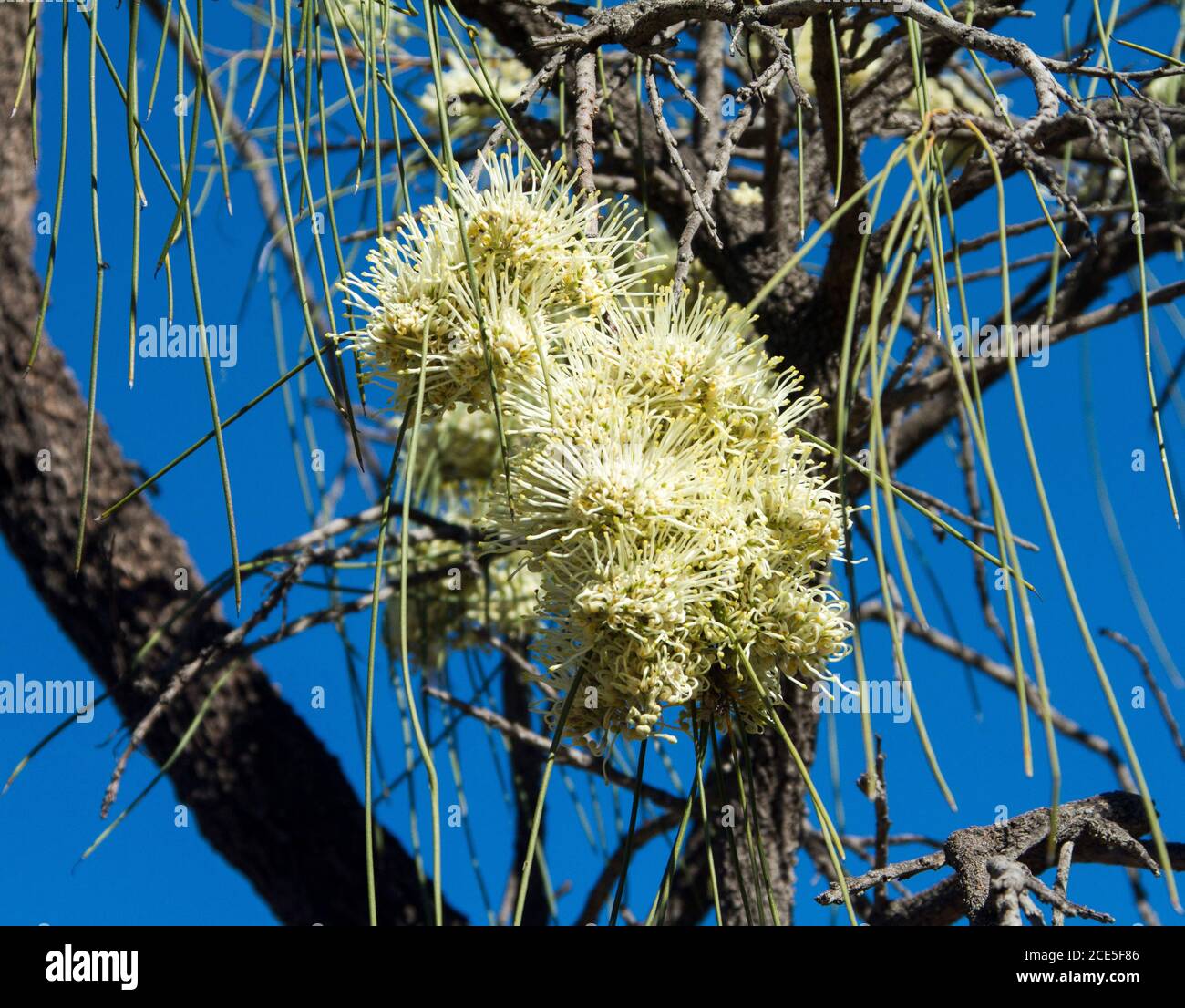 Grand groupe de fleurs blanches crémeuses et feuillage de Grevillea parallala contre le ciel bleu, un arbre australien connu sous le nom de Beefwood et Silver Oak Banque D'Images