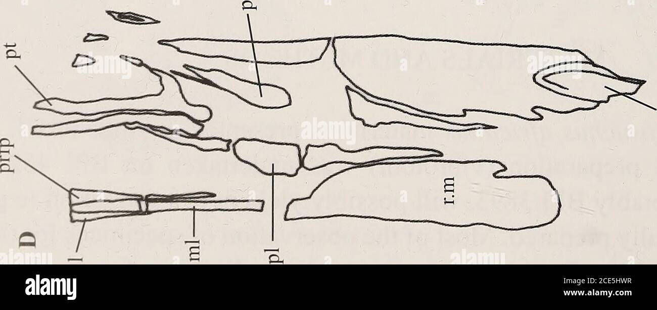 . Annales du Musée sud-africain = Annale van die SUID-Afrikaanse Museum . D & lt;u o S-H O JH oj o 13 M  H 1) & lt;u e3 O m ^ o O *2 £ C & gt; P S-H S-h & lt;3 .2 «, *-&lt; C £ o c ^ pH a rn & lt;^ ^ 0) ^ o sh o -R 3 so s *r OSTÉOLOGIE DE ERYTHROSUCHUS AFRICANUS BROOM 11 SYSTÉMATIQUE DIAPPIDA Osborn, 1903 ARCHOSAUROMORPHA Huene, 1946 ARCHOSAURIA COPE, 1869 famille Erythrosuchus Watson, 1917 Erthrochrothrothrothus, 1905, genre Bychrothrothrothrothrothrothrothrothrothrothrothrothrothrothrothrothrothroth Lydekker, pp. 572-573, pi. 54.genre non det.: Lydekker, pp. 96-98. Euskelosaurus brownii Huxley, Seeley, pp. 335-340, figues 6 Banque D'Images