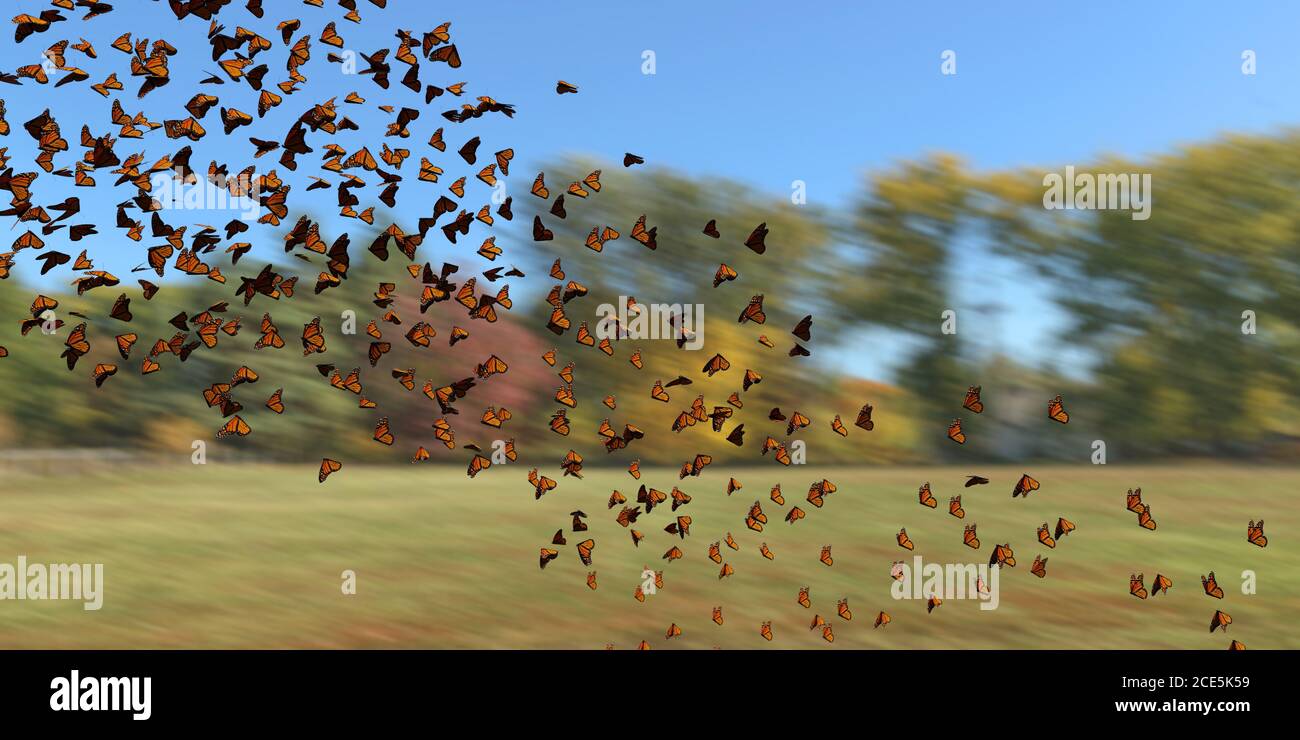 Groupe de papillons monarques, Danaus plexippus essaim volant sur un champ Banque D'Images