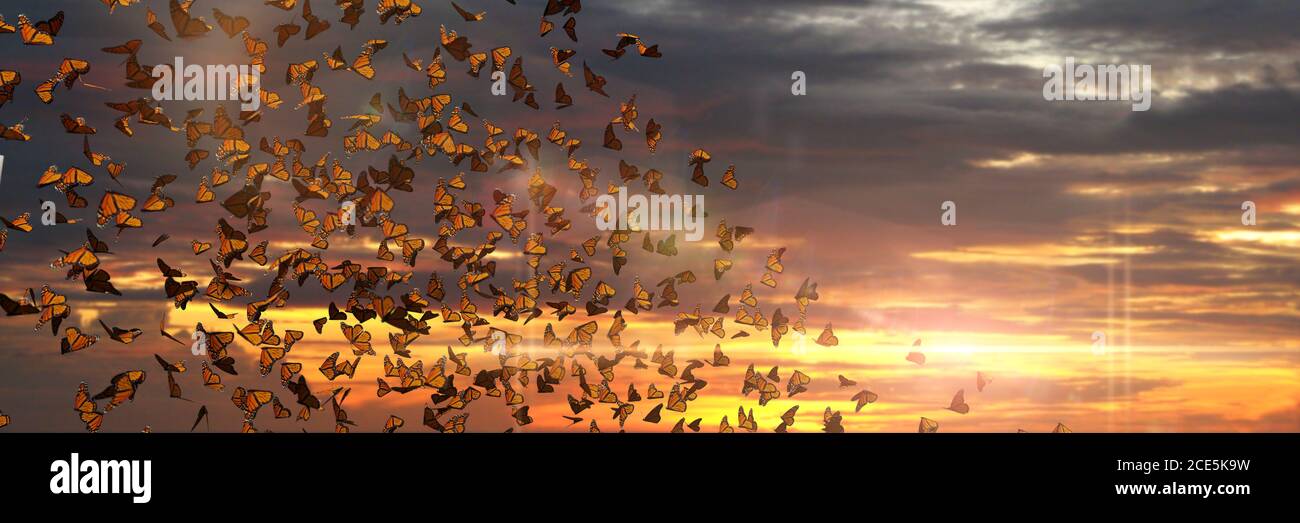 Essaim de papillons monarques, nuage de Danaus plexippus au coucher du soleil Banque D'Images
