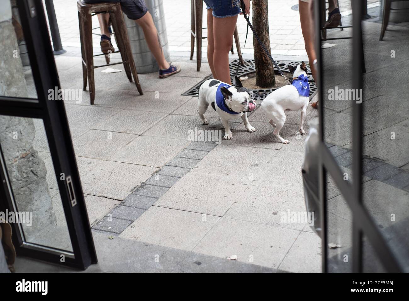 Boudogue française noire et blanche à l'extérieur d'un bar à côté de son propriétaire et de ses amis à Santander, Cantabria, Espagne pendant la fête de Santander. Juillet 2019 Banque D'Images