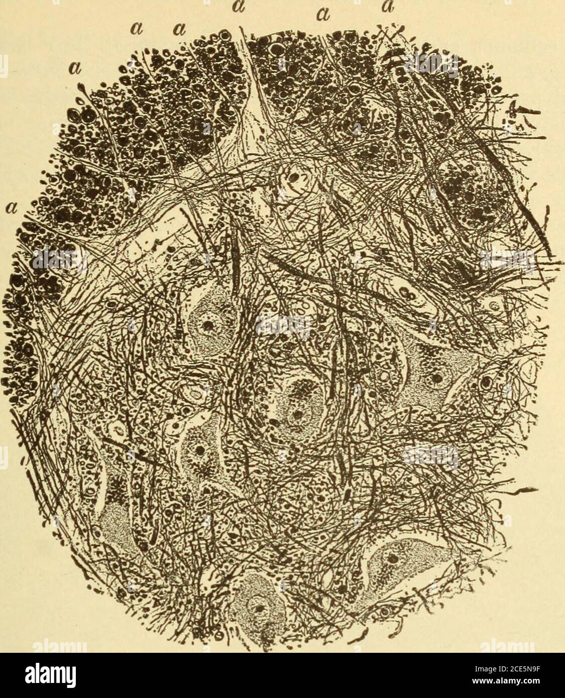 . Maladies du système nerveux . cellules du ganglion thespinal fibres postérieures (sensorielles)racines collatérales sensitives avec arborations terminales continuité centrale d'une cellule de la colonne Clarkes fibres centrales à la colonne pyramidlatérale cellules motrices de la colonne antérieure fibres de la colonne antérieure (motrice)racines antérieures fibres de la colonne avec collatérales fibres centrales à la colonne pyramidale. 38.—Schéma de divers systèmes de tractes et de neurone dans la moelle épinière. Il a été déterminé que la majorité des fibres dans les racines antérieures, principalement les fibres nerveuses motrices, se sont replacées dans les muscles (vasomoteurs?) mais nous sommes certains Banque D'Images