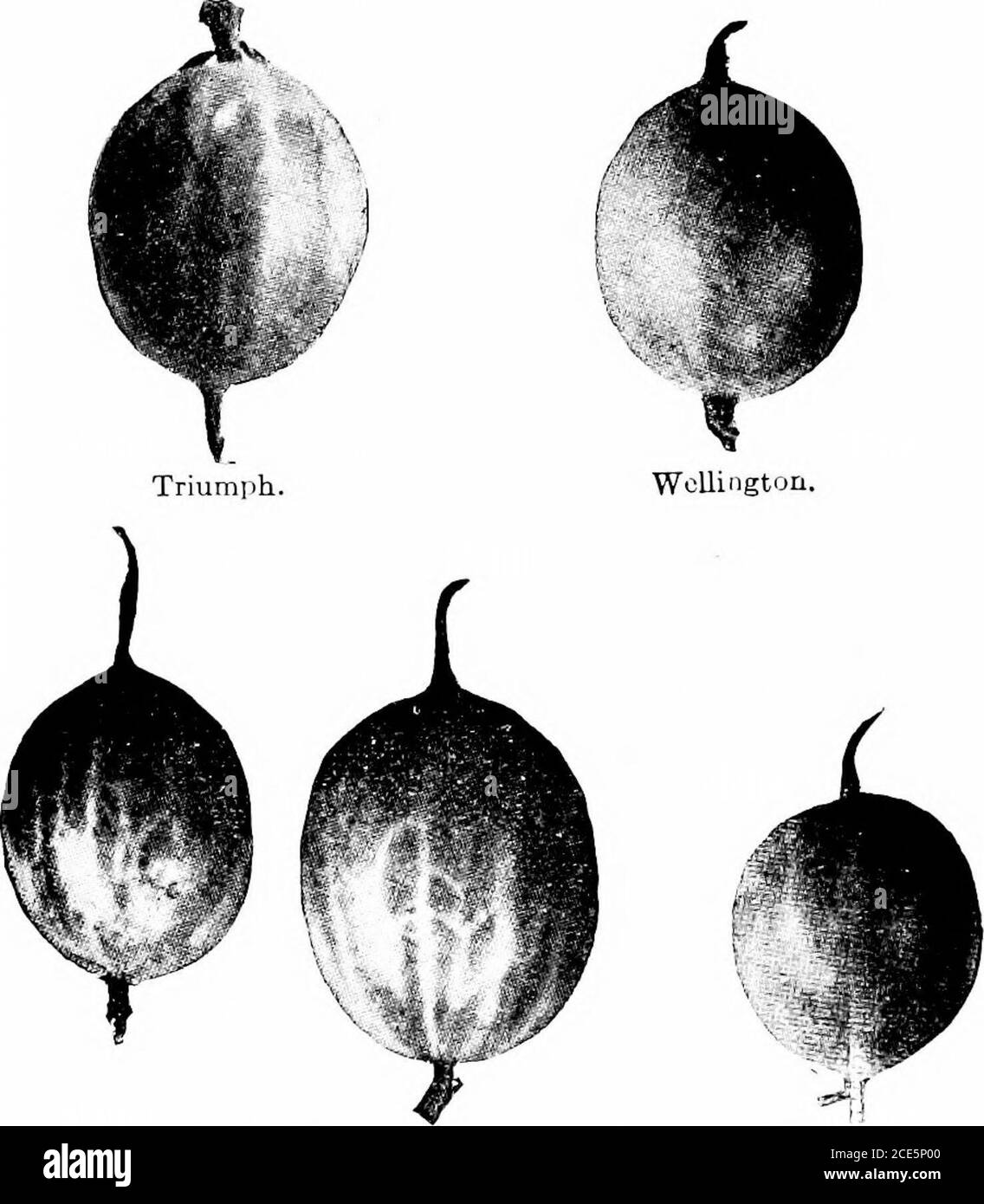 . Manuel horticole américain .. . héces où testé à l'est des lacs étain et au sud-est. Angleterre. Thumper.—[Moyen à grand, (iblong, lisse; couleur vert clair.Flesli doux, bon. Aery productif et relativement libre de mildiou.England. Triomphe.—Larsje, oljlong ou roundish; couleur jaune pâle, doux.chair doux; Très bien. de qualité Un des iiujst largement .grognfor marché car il est relativement libre de mildiou. Descente européenne. Warrington (rouge. Wdrririijton).—.Moyen à grand, oblong; rouge pâle; légèrement poilu; qualité Ijist. vi,varieté goreuse dans le Michigan et New York. Angleterre. Wel Banque D'Images