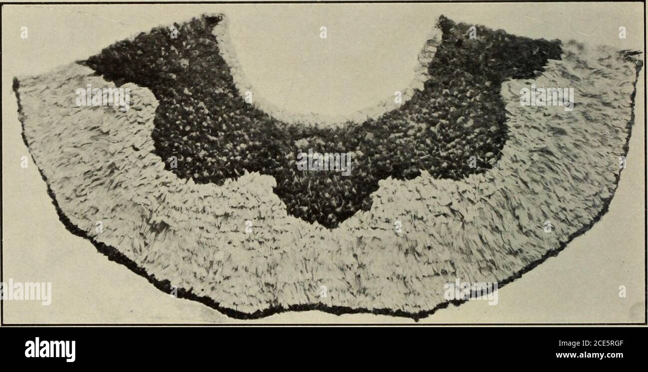 . Mémoires du musée de l'évêque Bernice Pauahi . e défunte. Comme indiqué dans le compte précédent, il a été acheté à Londres pour vingt-cinq livres; son histoire restera probablement pour toujours inconnue. Comparez cela avec le colgate cape, fig. 115, p. 81, mémoires, vol. I: Dans les deux le motif est le même, keepingin voir l'effet quand porté. 20 BRIGHAM SUR LES PLUMES HAWAÏENNES. LE STAND CAPK.ce spécimen curieux de plus moderne de plumes hawaïennes est presque l'exemple gauche sur ces îles de l'utilisation des plumes vertes pour la décoration de ahuula. Itappartient à Mme C. W. Booth de Pauoa, Honolulu, et elle Banque D'Images