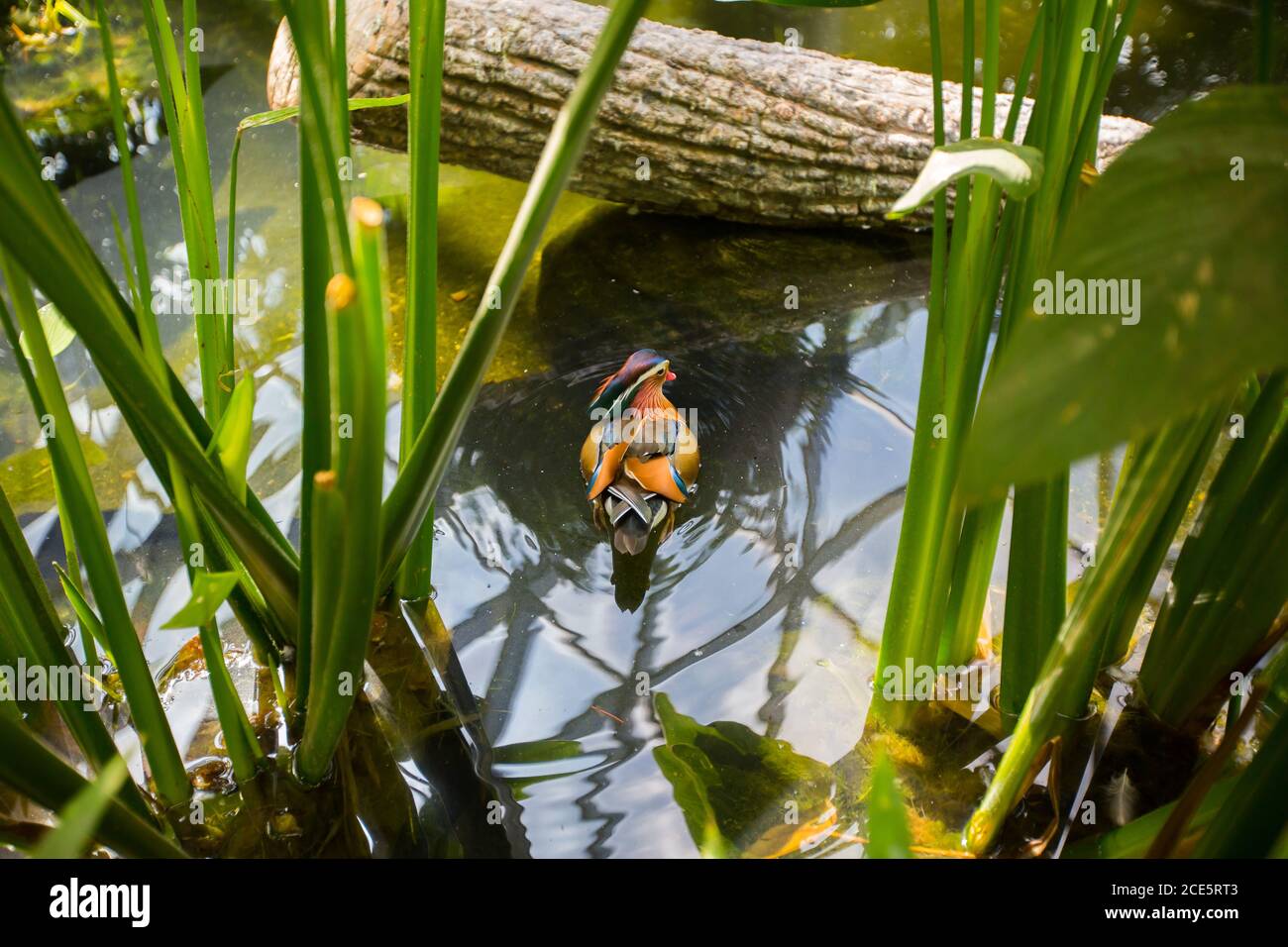 Mandarin Duck se rafraîchi dans l'étang de l'aéroport de Jewel Changi, à Singapour. Banque D'Images